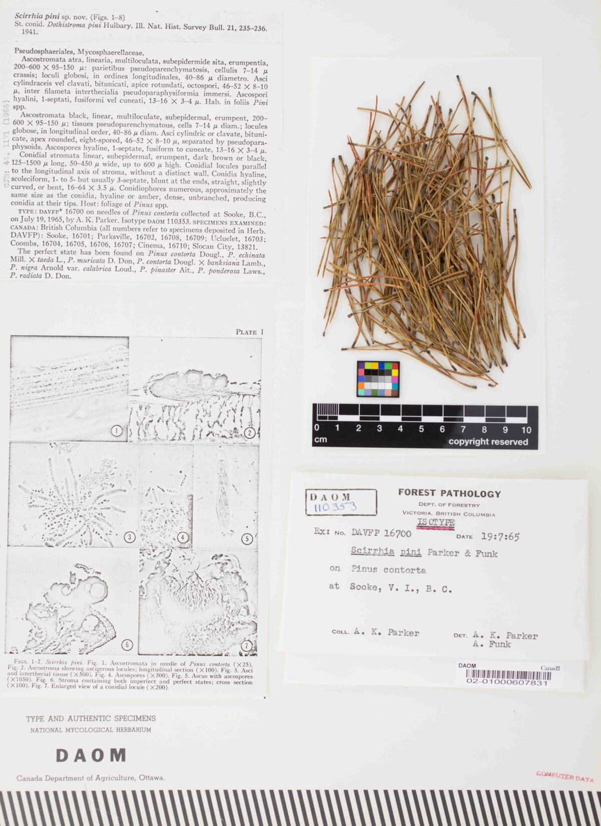 Mycosphaerella pini image