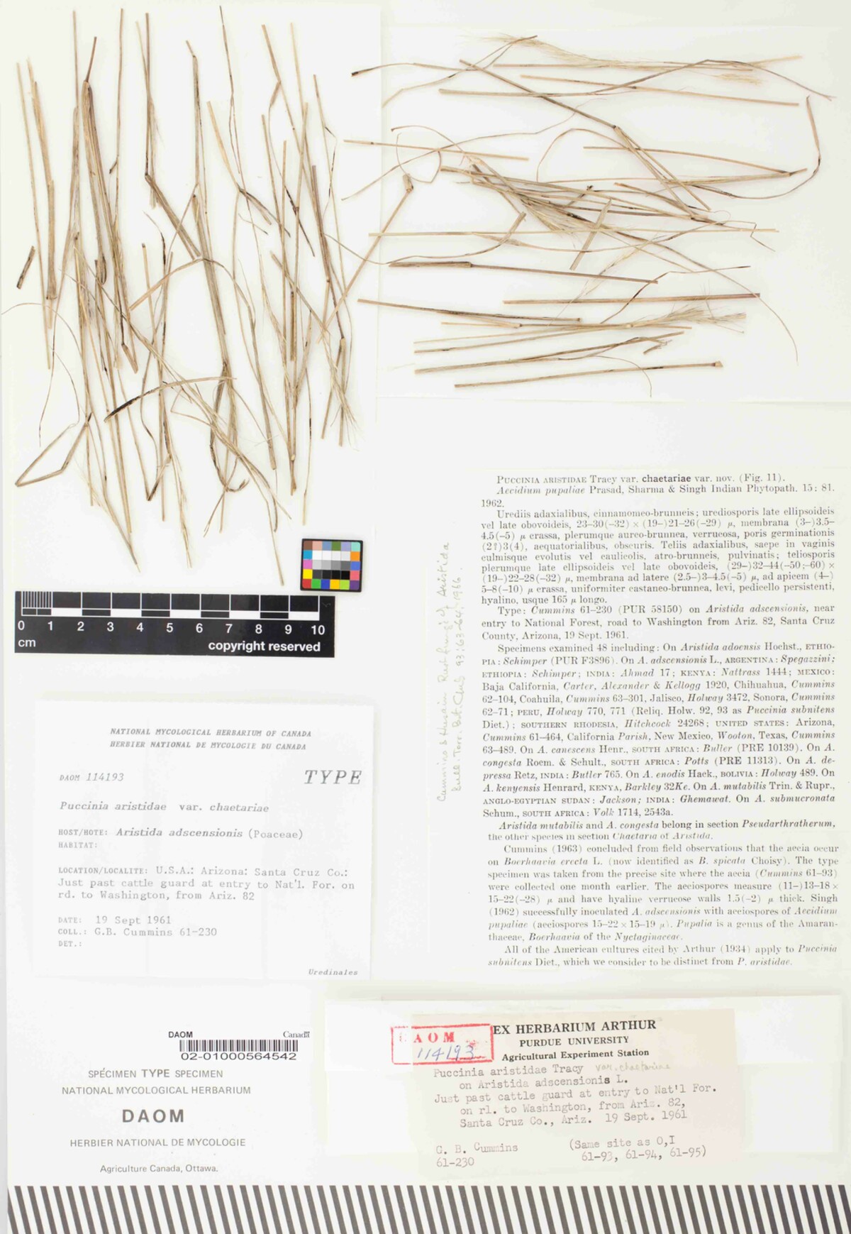 Puccinia aristidae var. chaetariae image