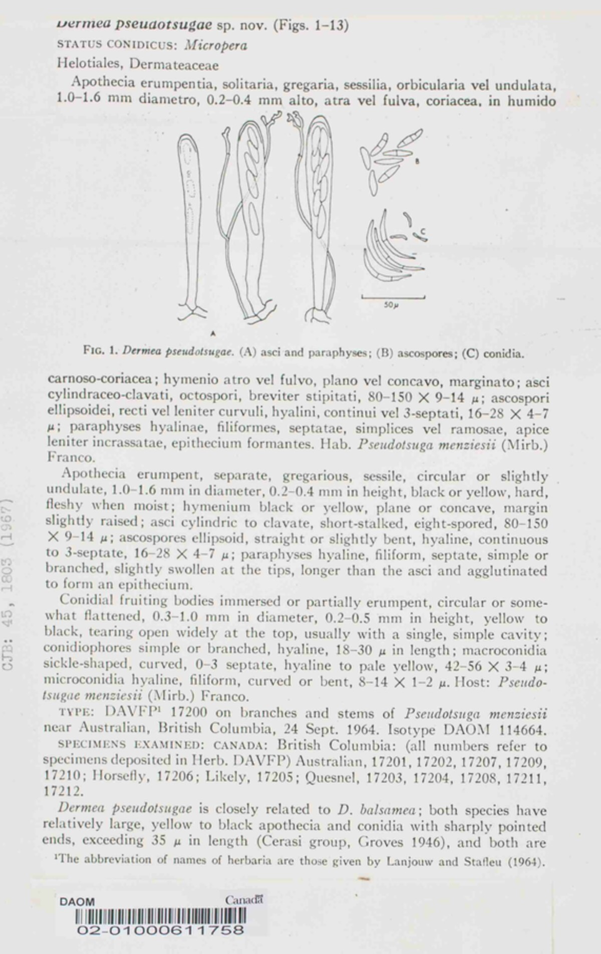 Dermea pseudotsugae image