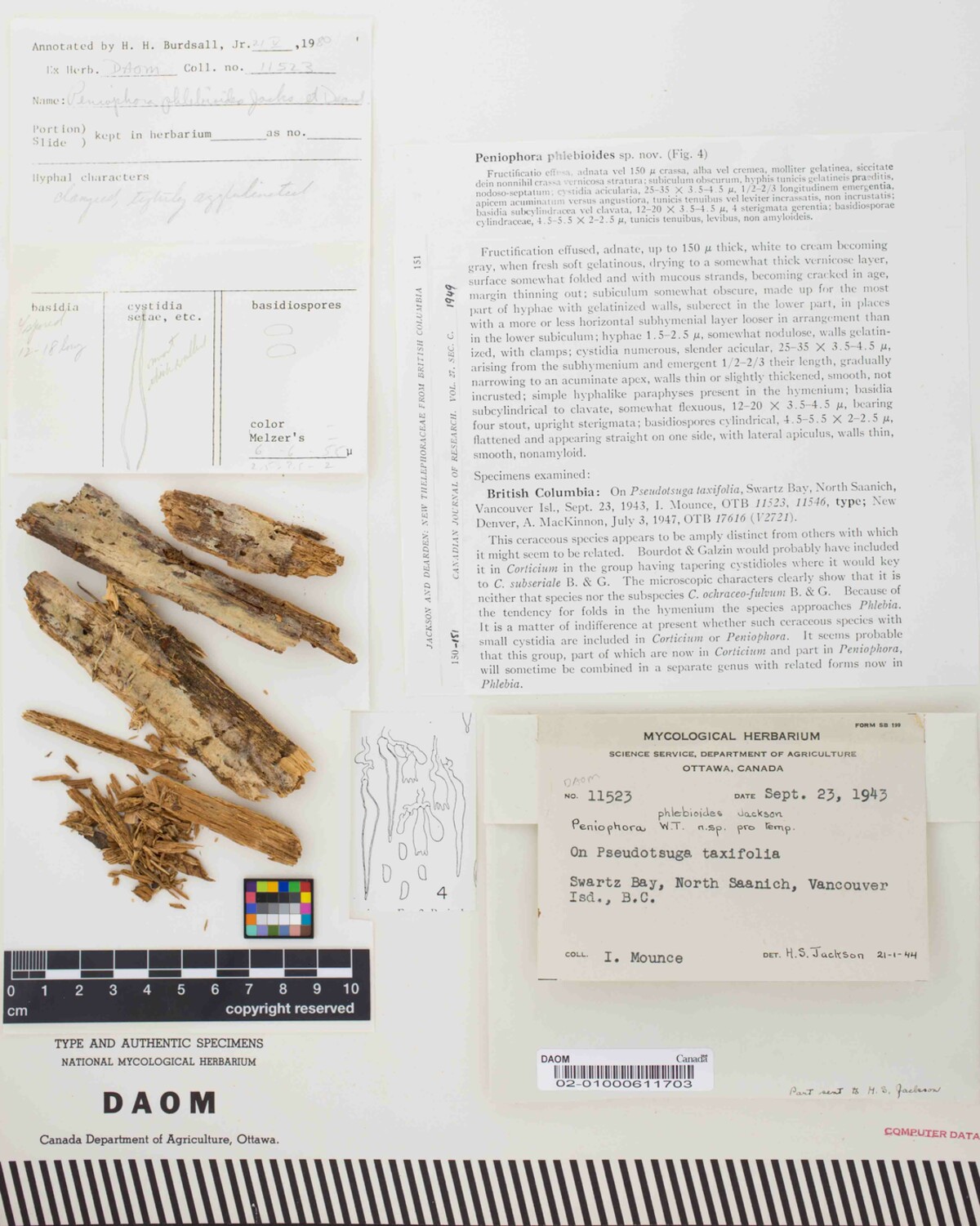 Phlebia phlebioides image