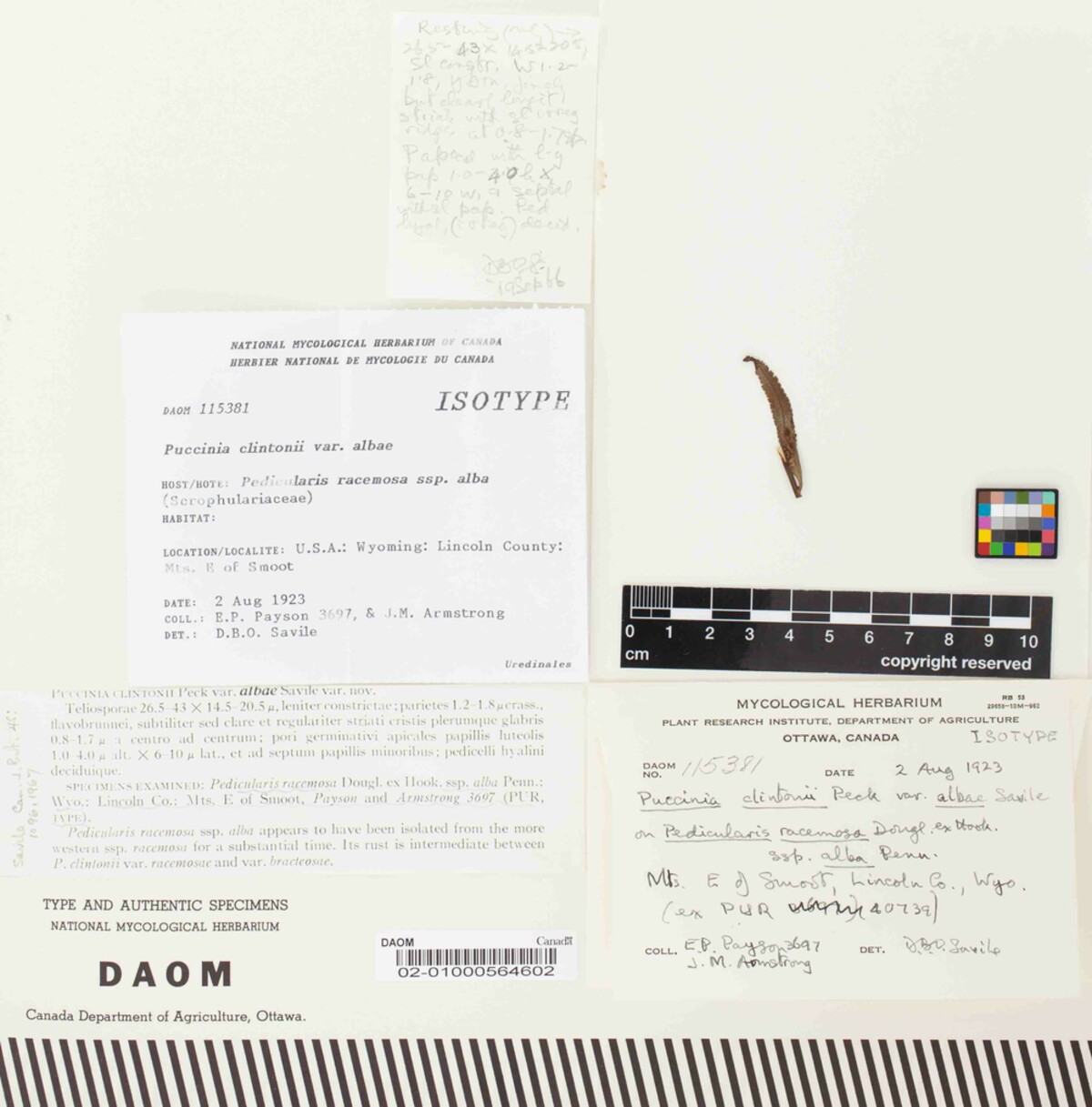 Puccinia clintonii var. albae image
