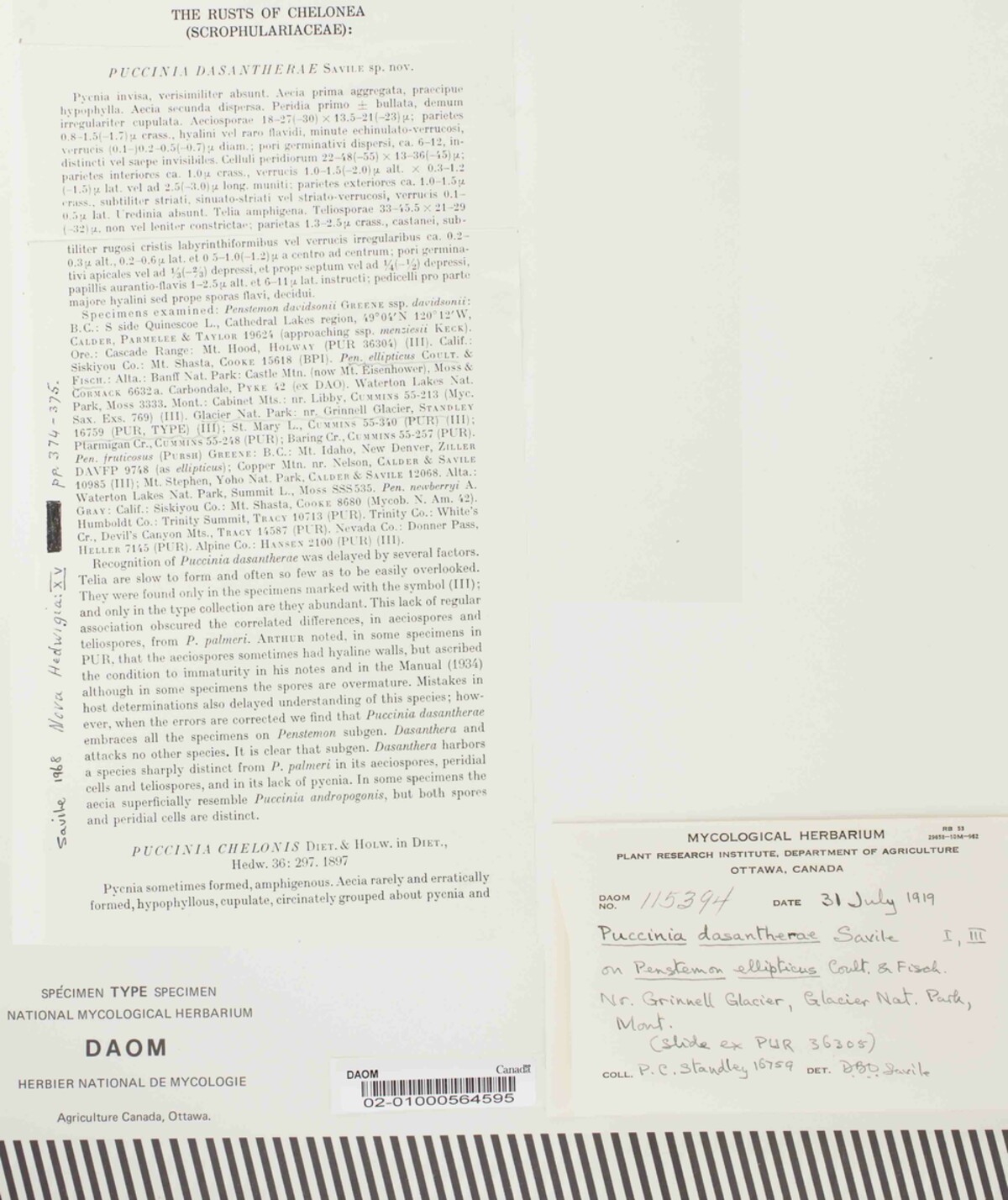 Puccinia dasantherae image