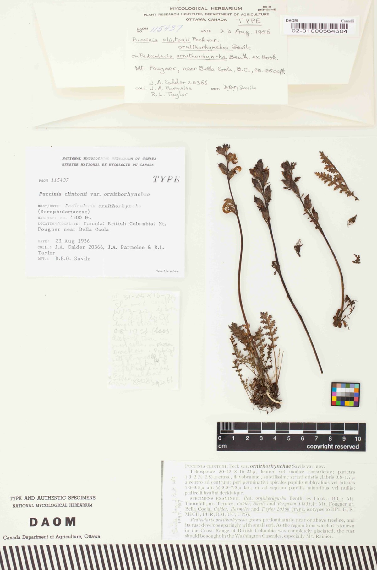 Puccinia clintonii var. ornithorhynchae image
