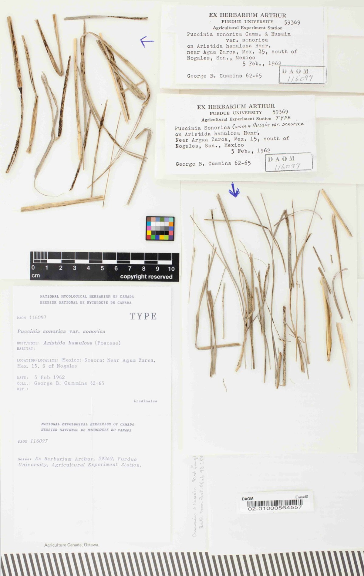 Puccinia sonorica var. sonorica image