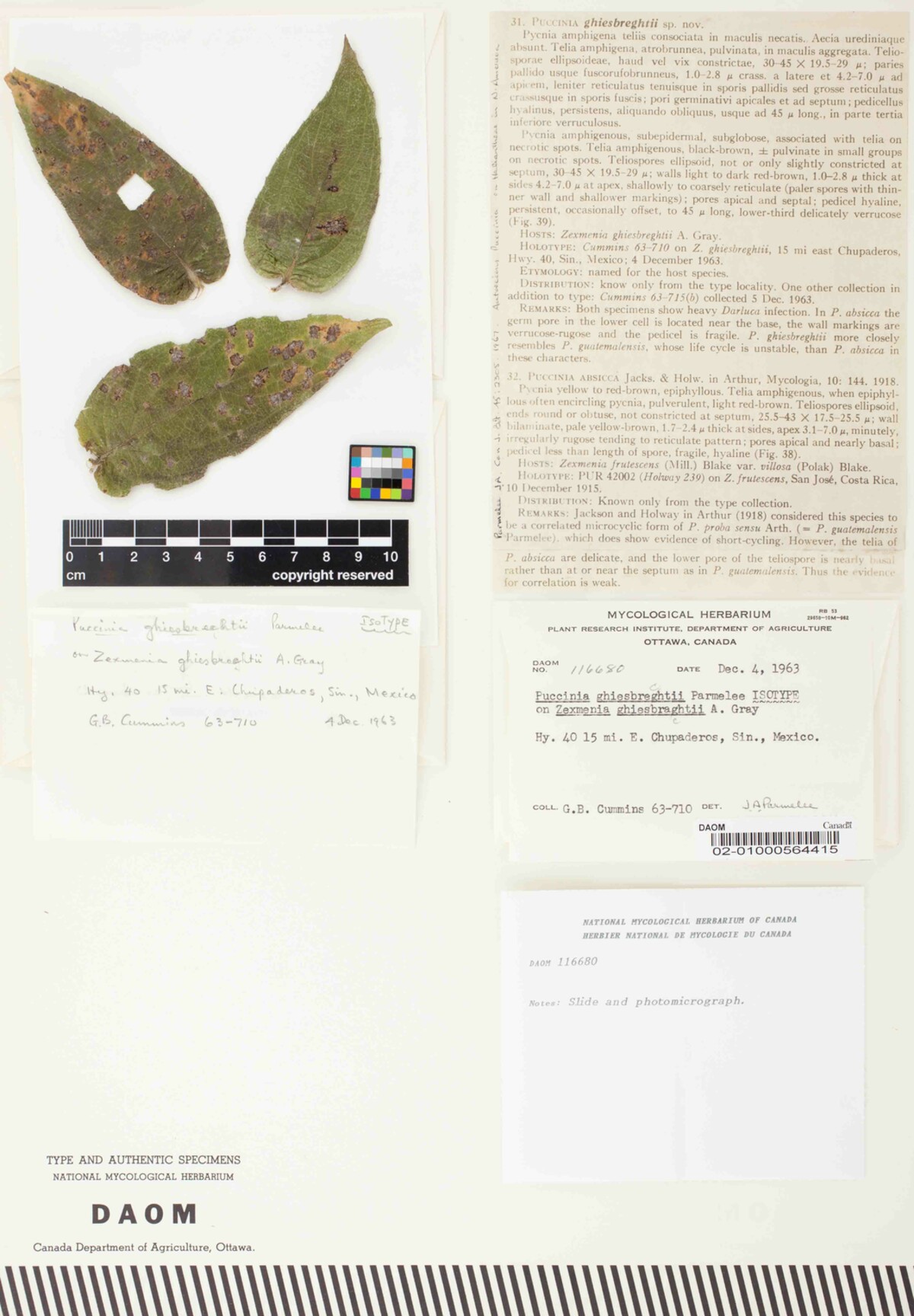 Puccinia ghiesbreghtii image