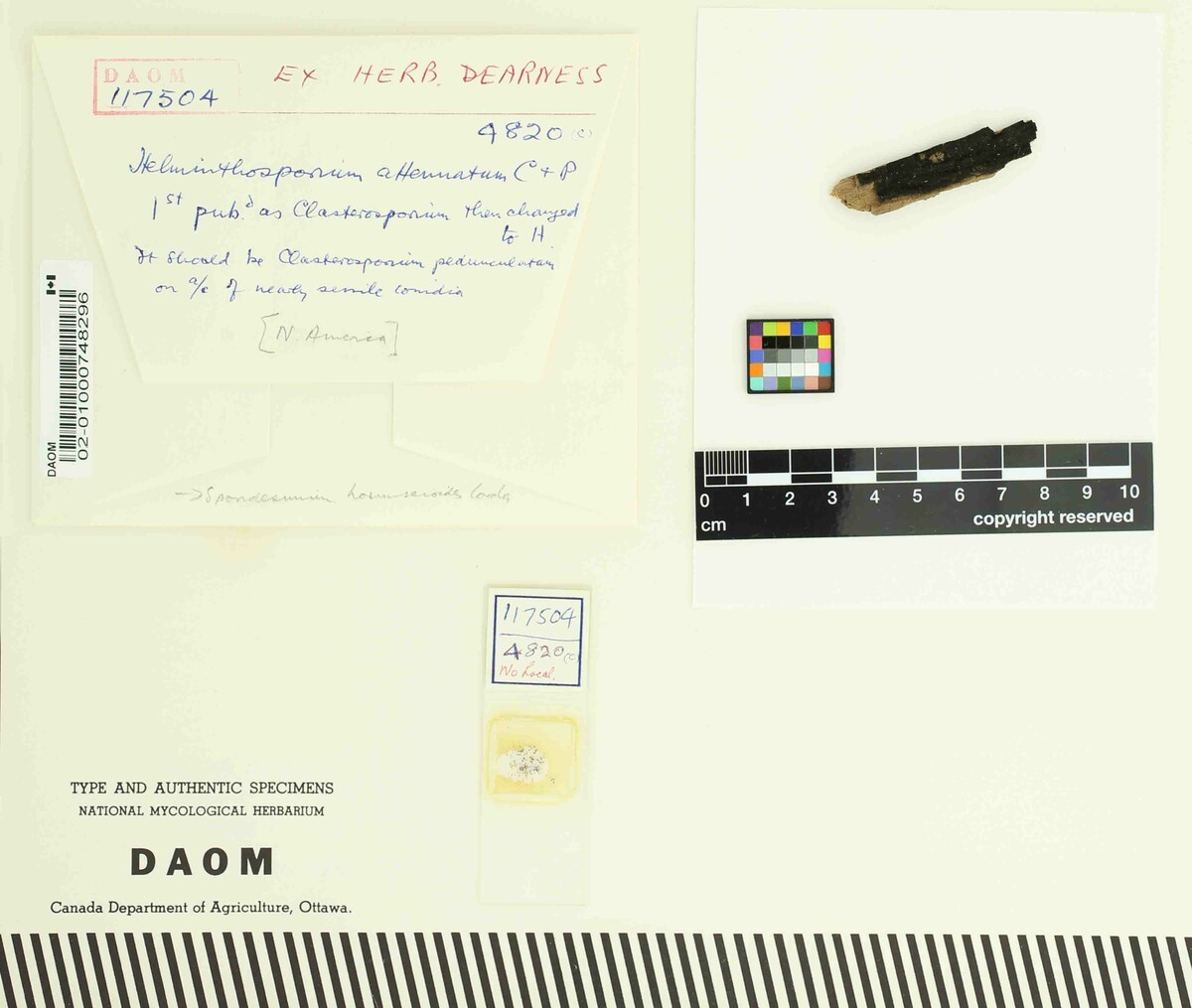 Sporidesmium hormiscioides image