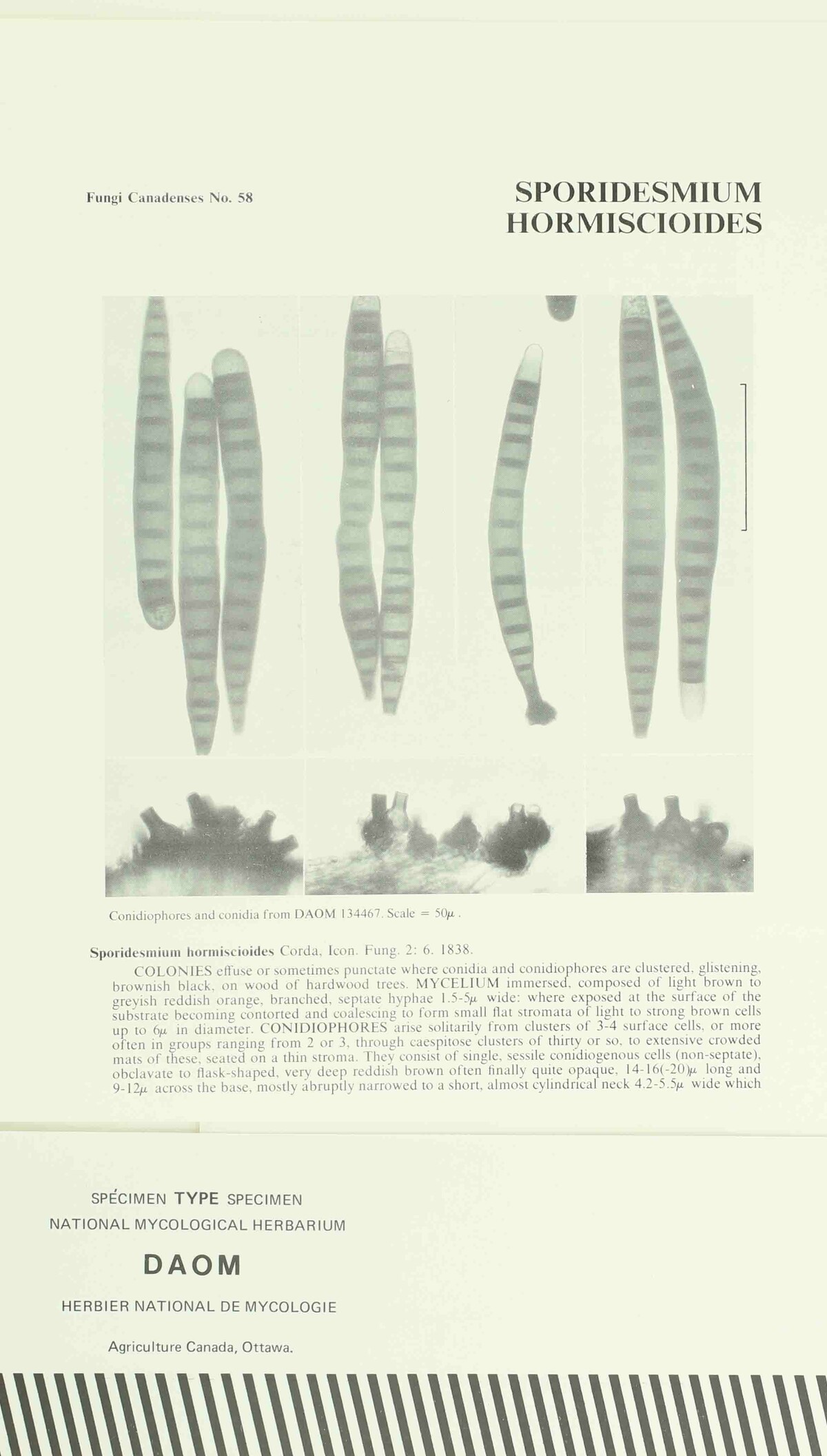 Sporidesmium hormiscioides image
