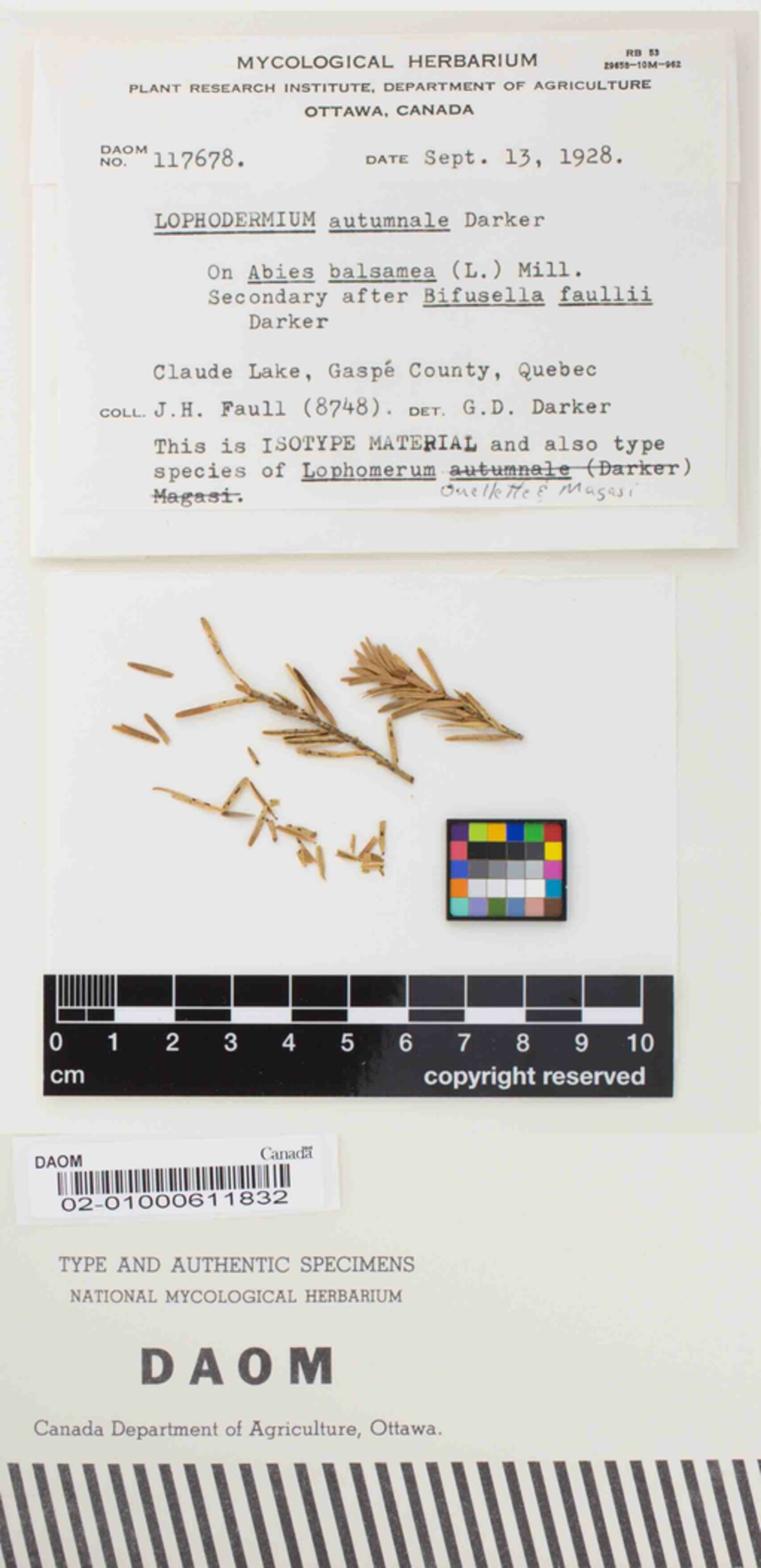 Lophomerum autumnale image