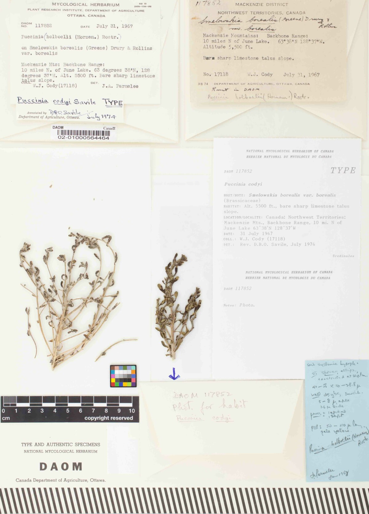 Puccinia codyi image