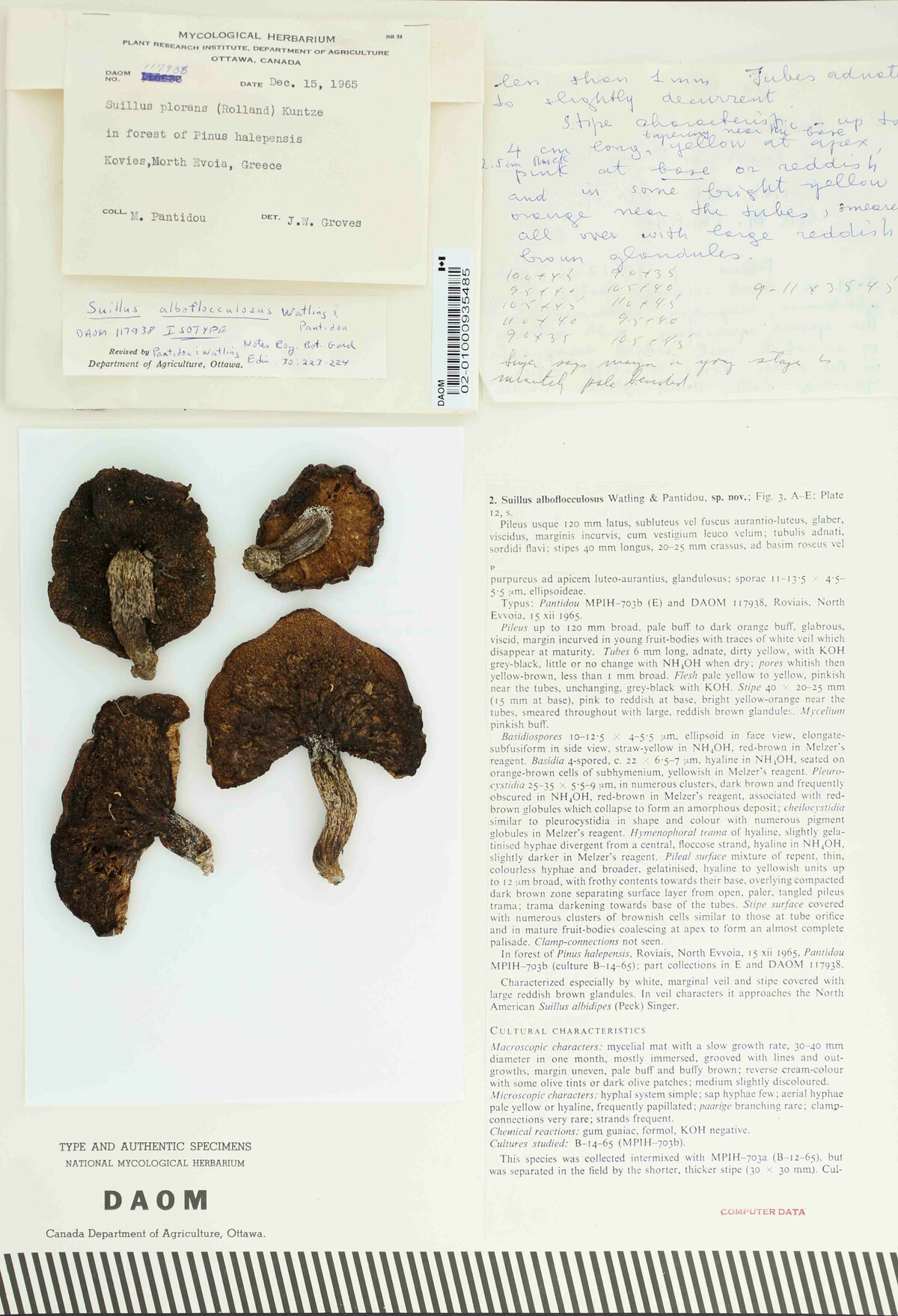 Suillus alboflocculosus image