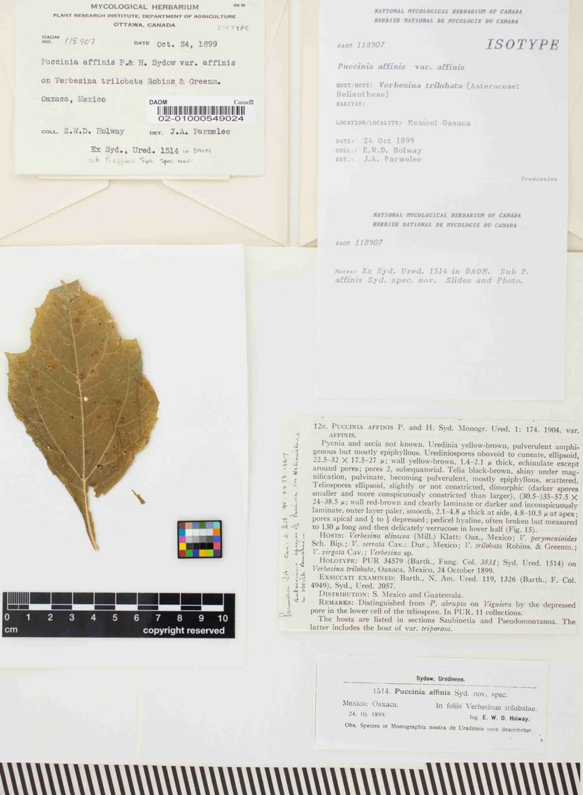 Puccinia affinis var. affinis image