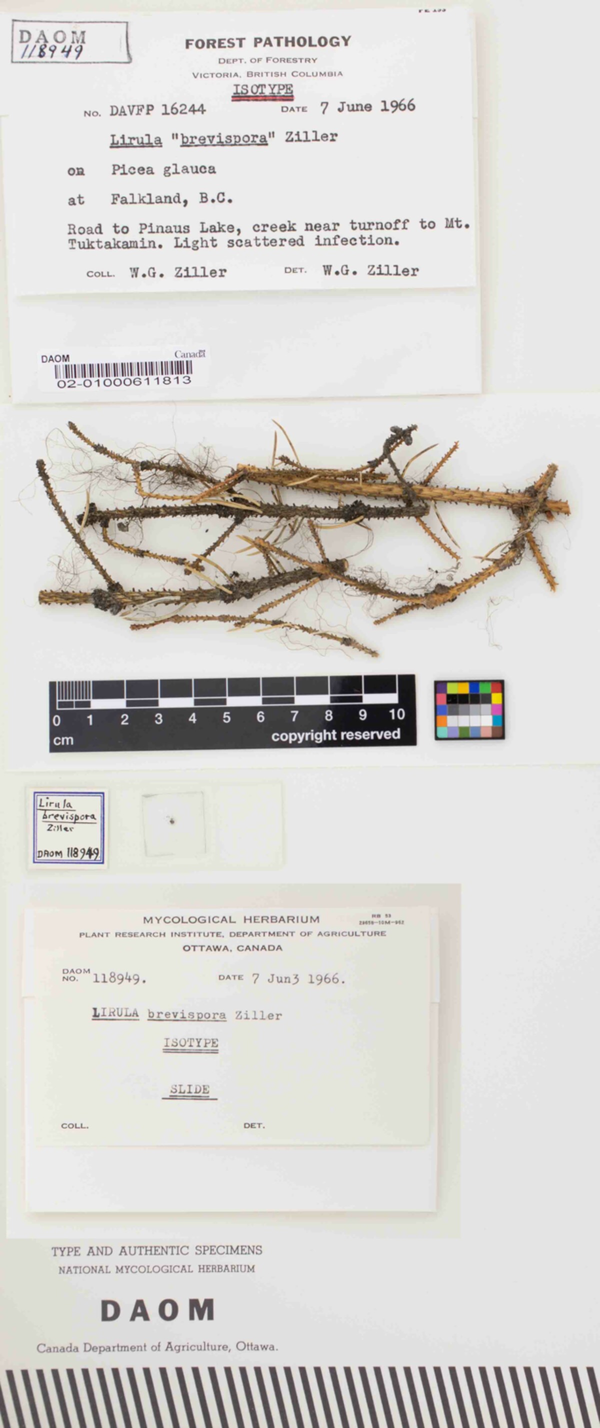 Lirula brevispora image