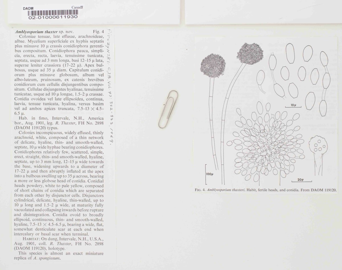 Amblyosporium thaxteri image