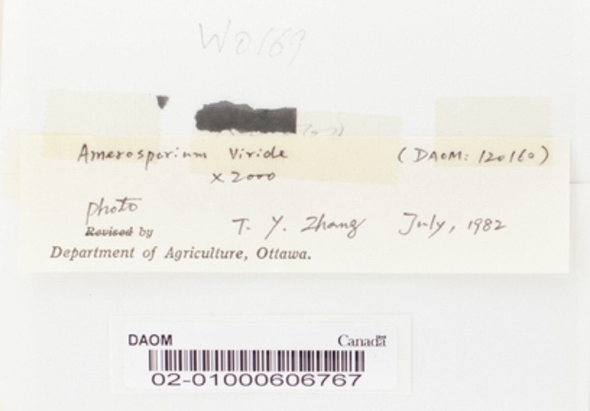 Amerosporium viride image