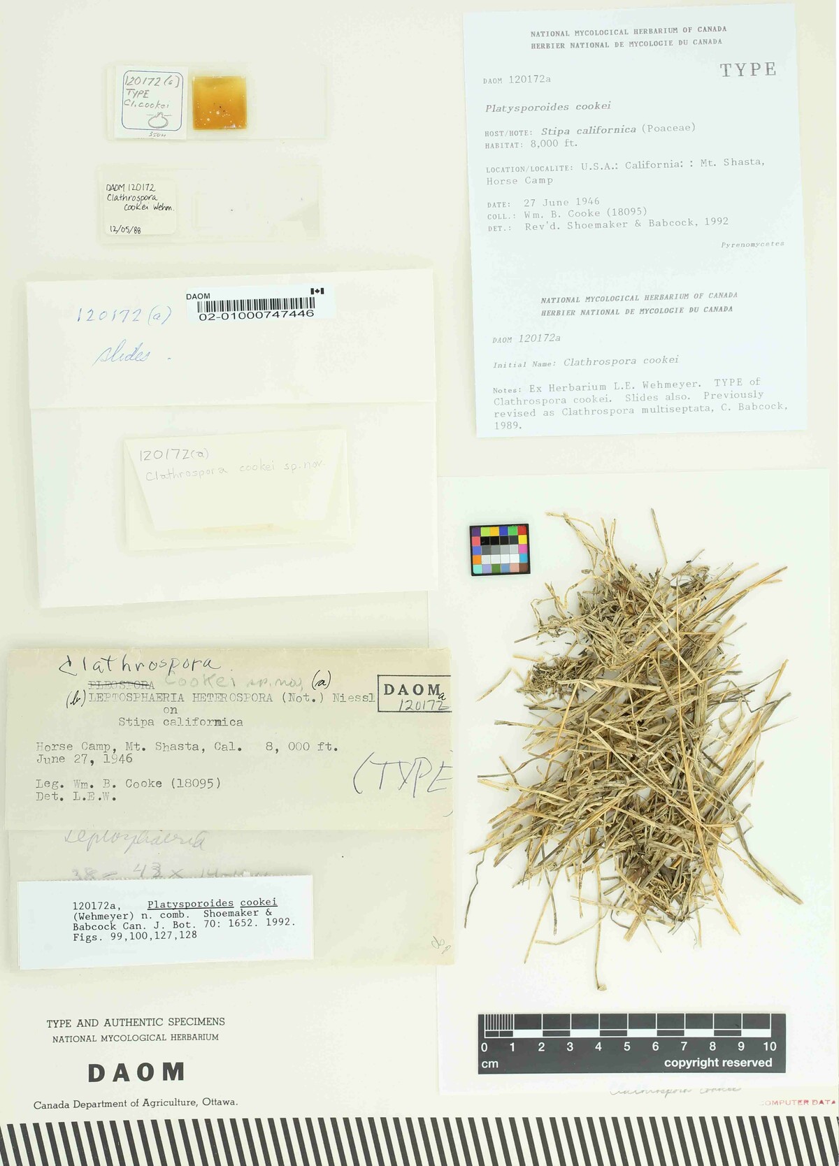 Platysporoides cookei image