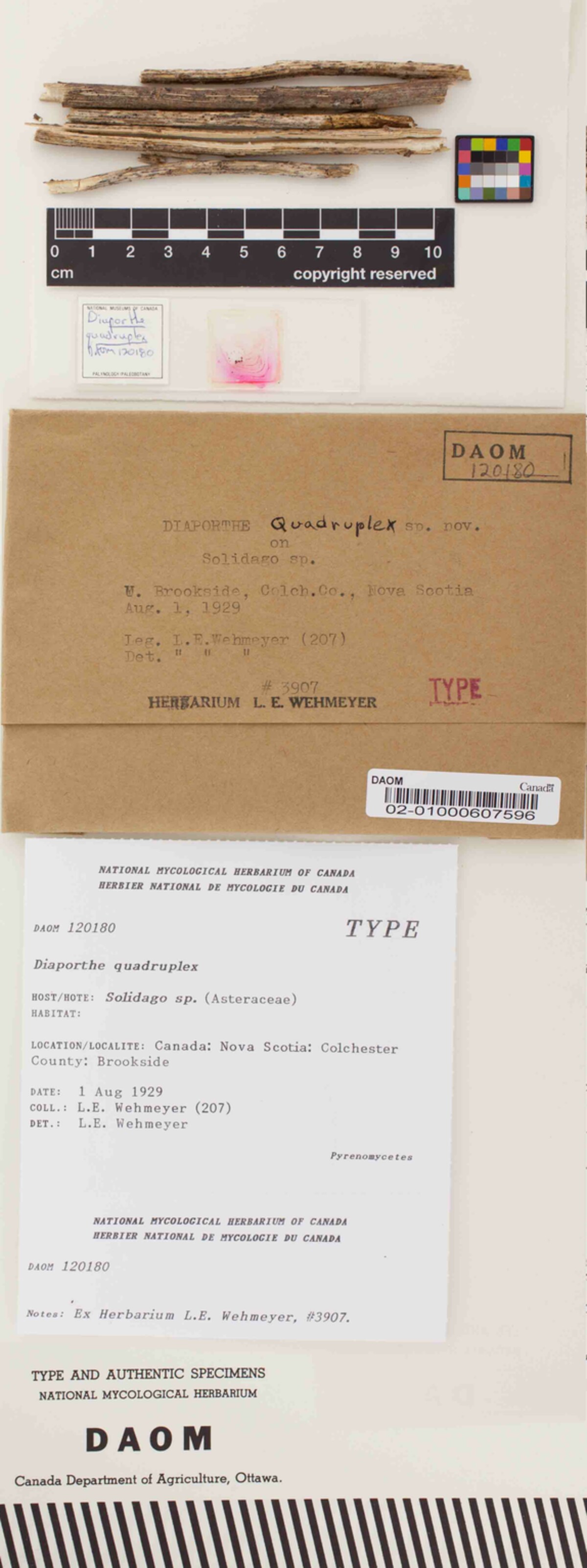 Diaporthe quadruplex image