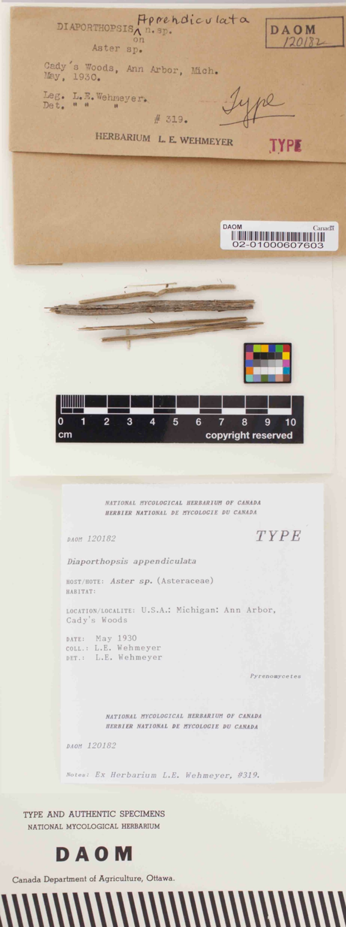 Diaporthopsis appendiculata image
