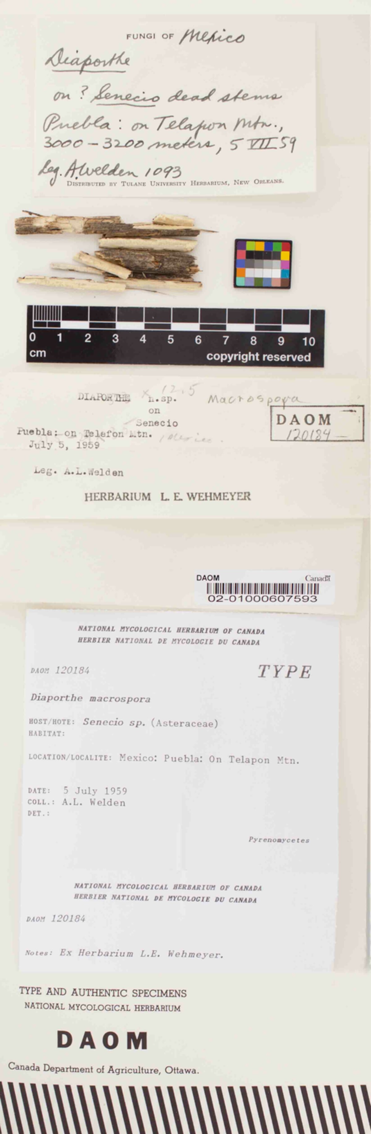 Diaporthe macrospora image