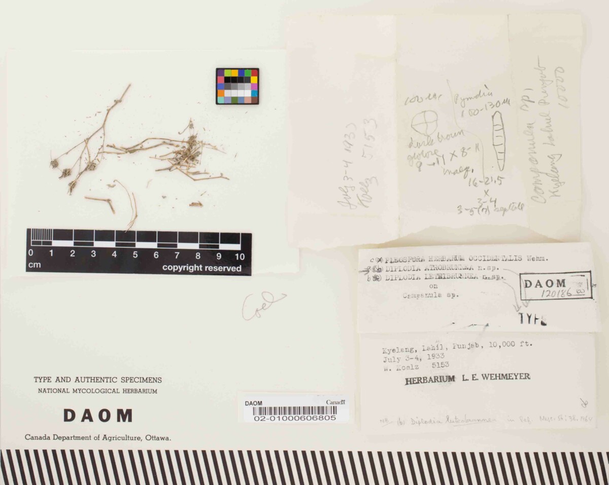 Diplodia atrobrunnea image