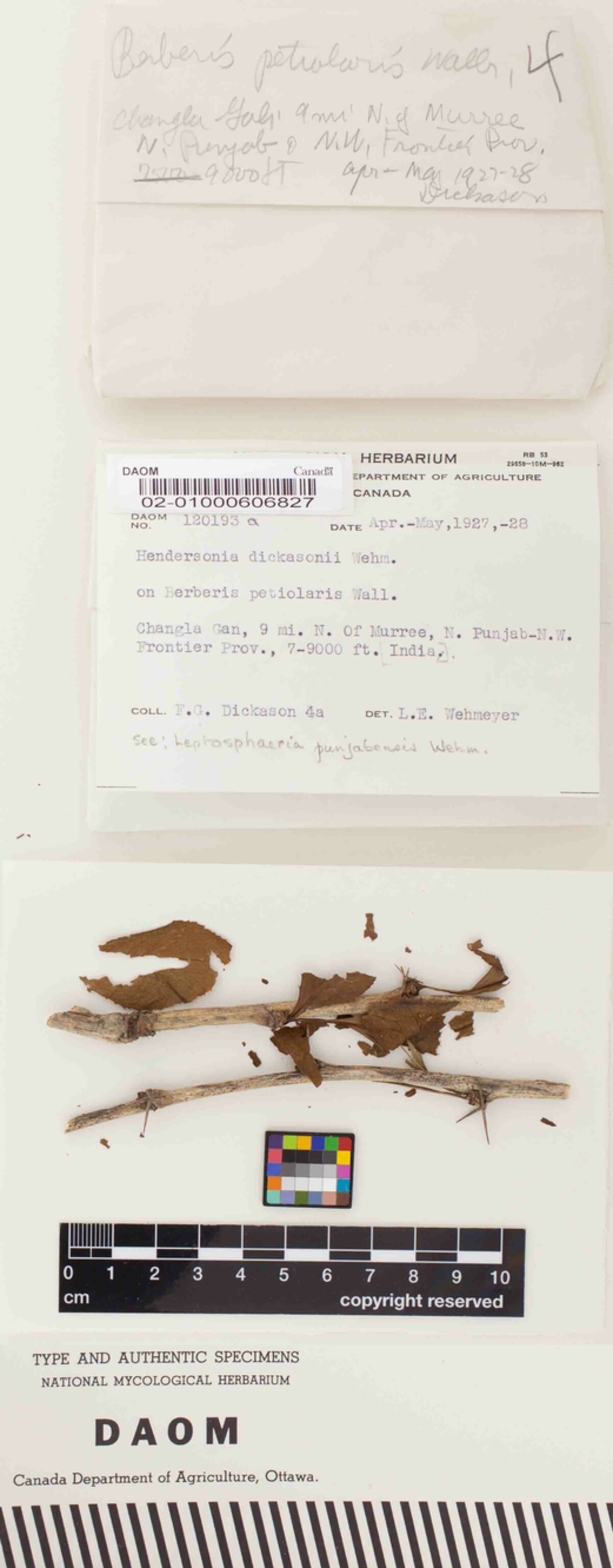Hendersonia dickasonii image