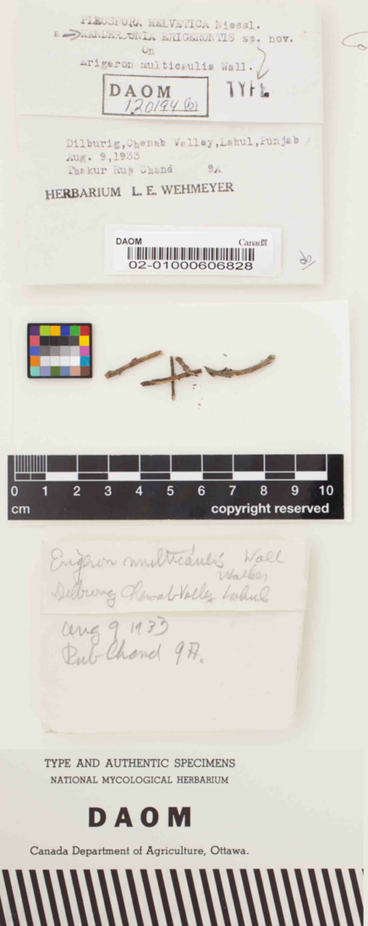 Hendersonia erigerontis image