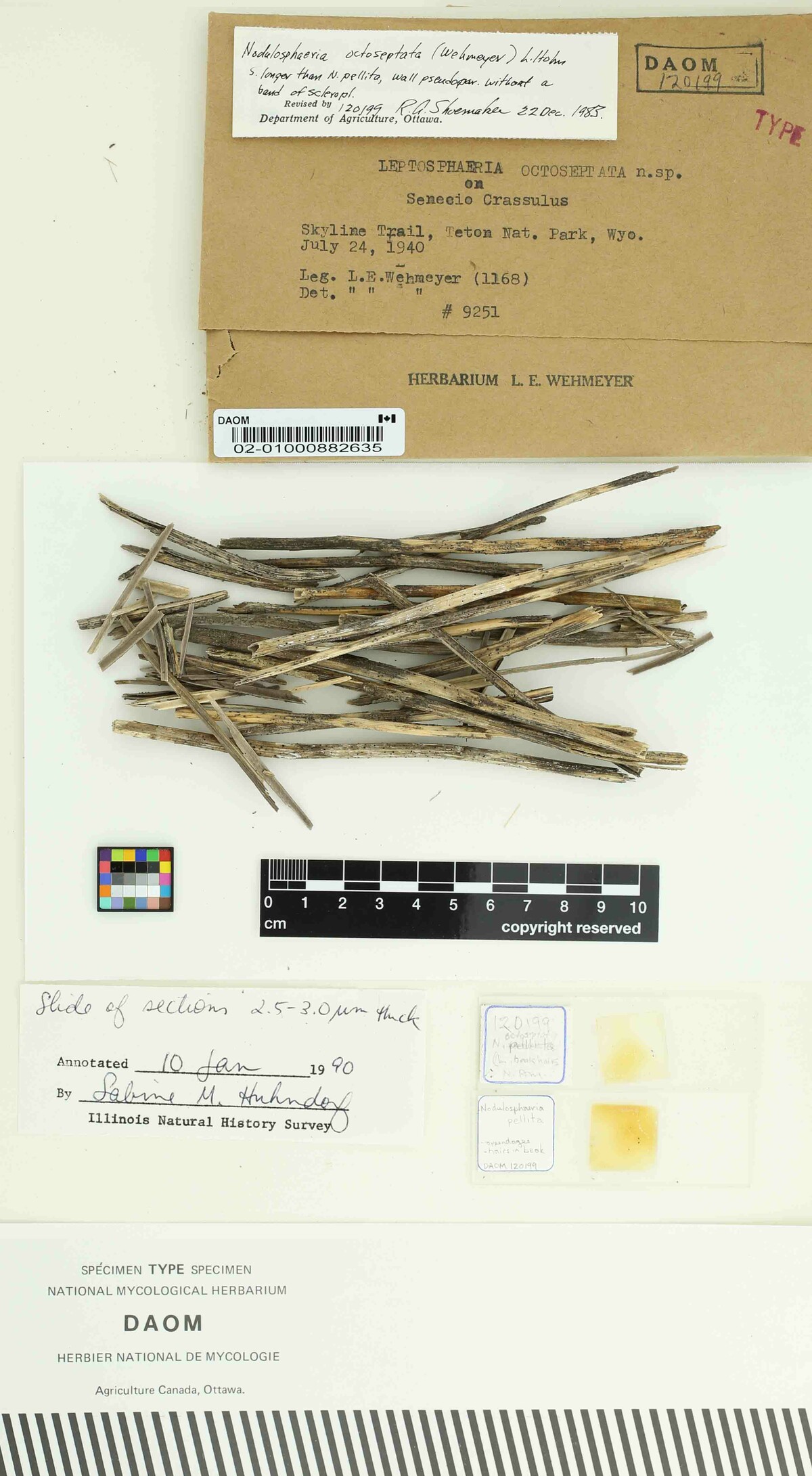 Nodulosphaeria octoseptata image