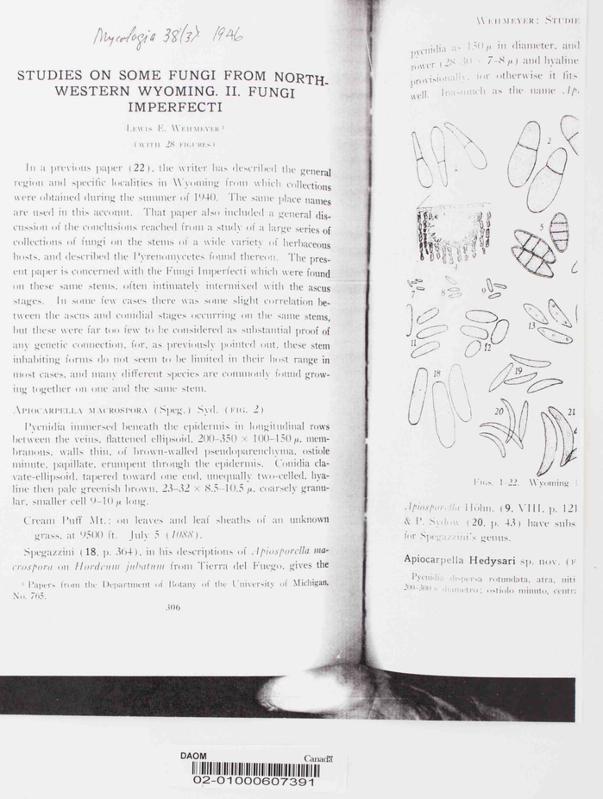 Phaeoseptoria scirpi image