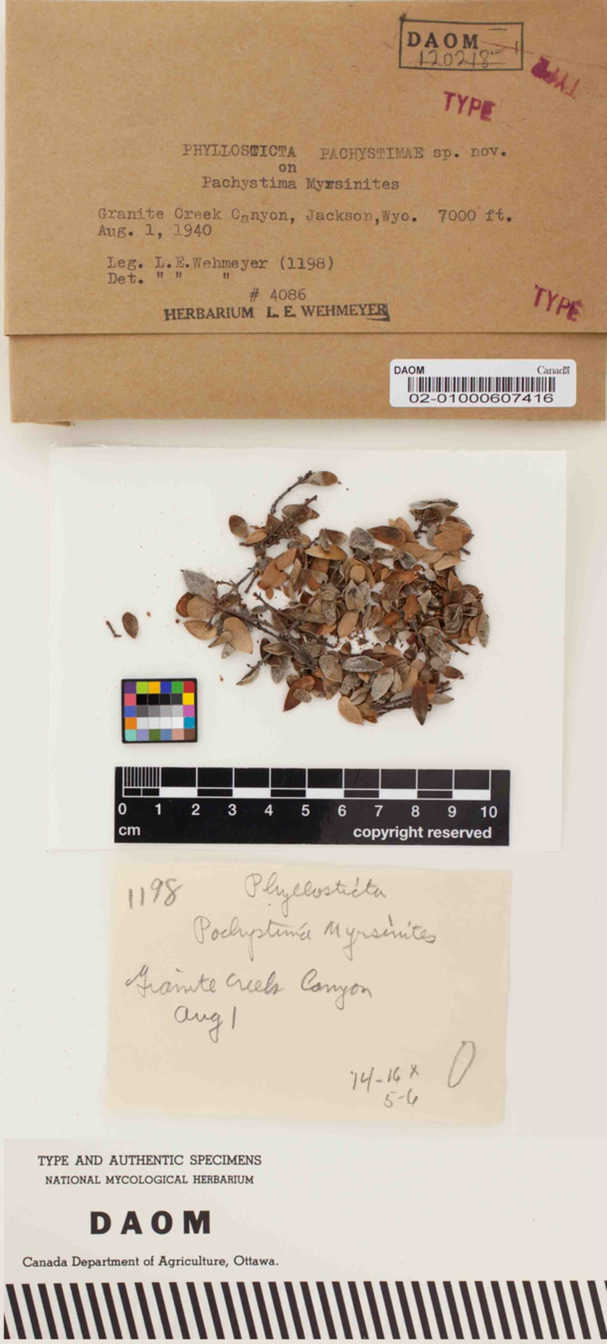 Phyllosticta pachystimae image