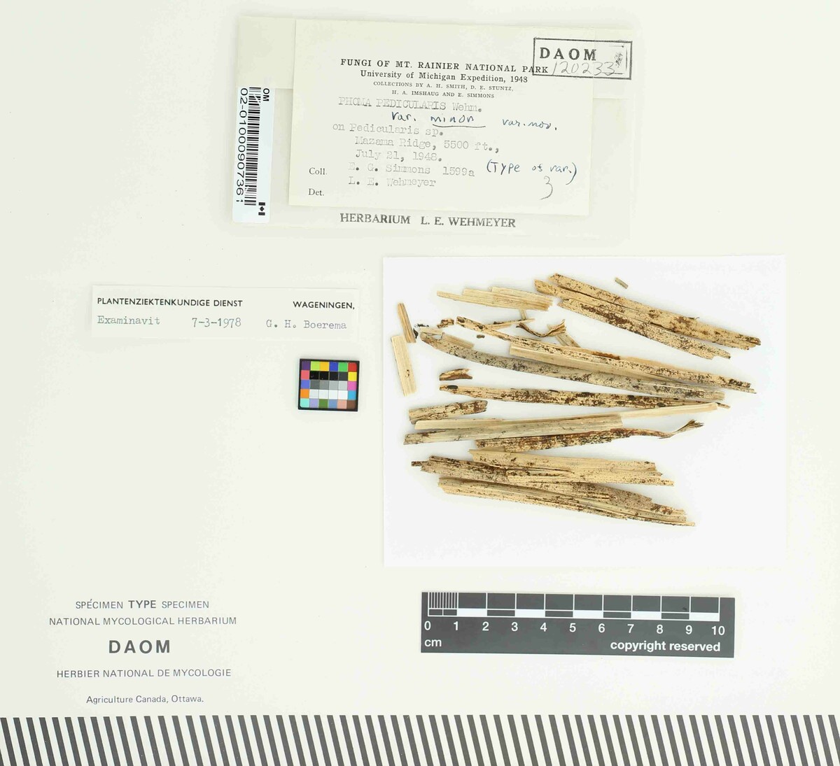 Phoma pedicularis var. minor image