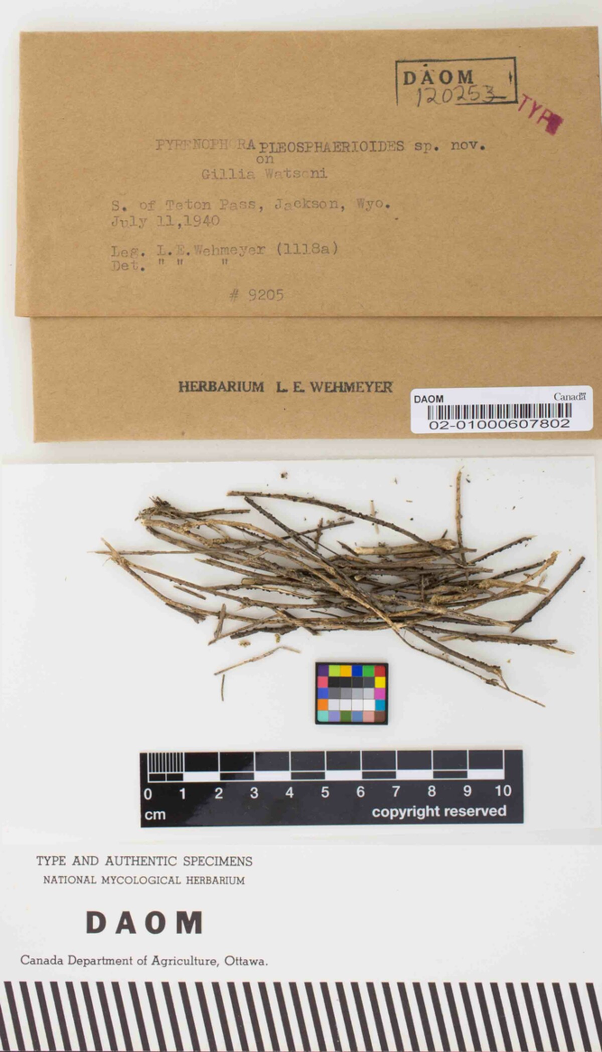 Pleospora pleosphaerioides image