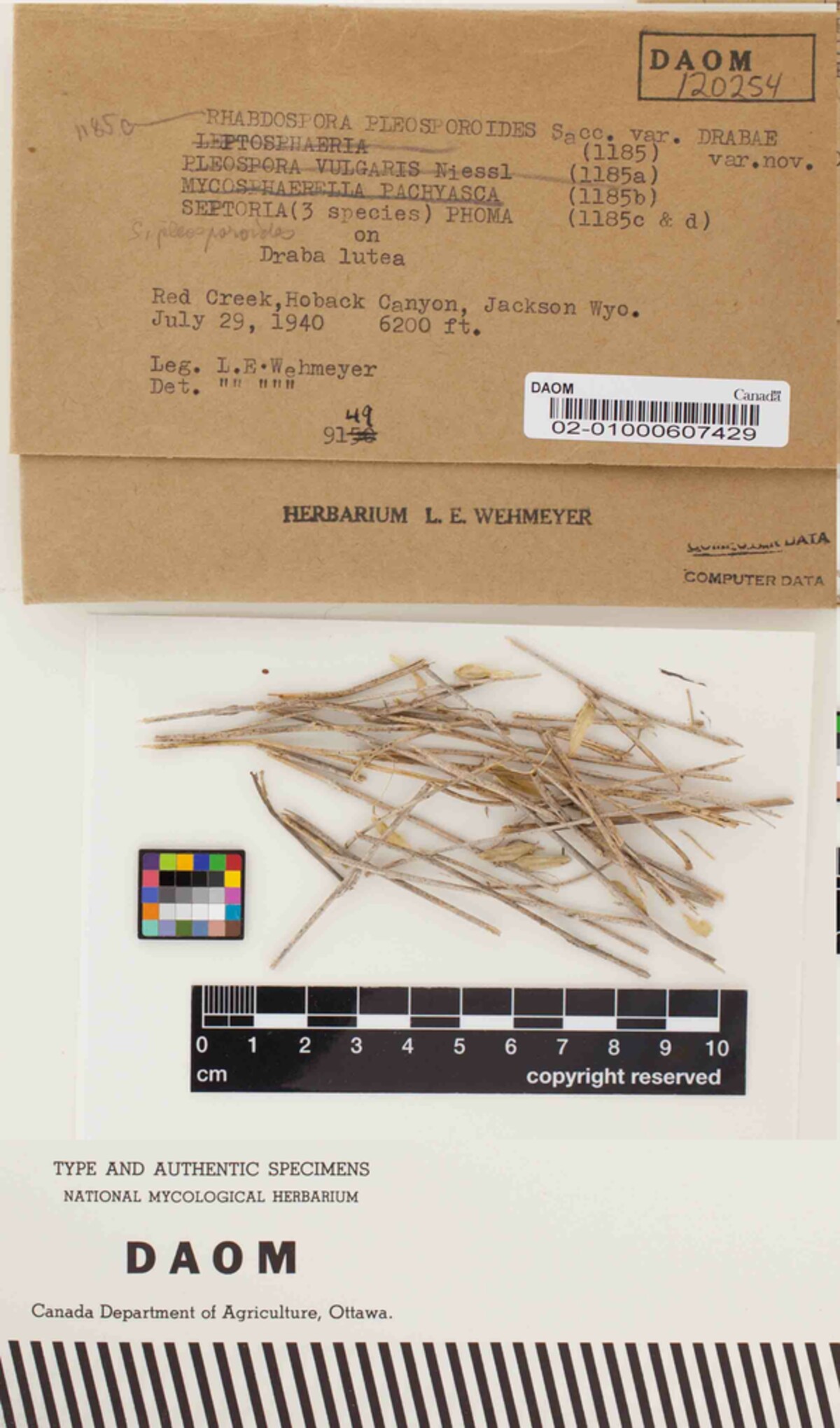 Rhabdospora pleosporoides var. drabae image
