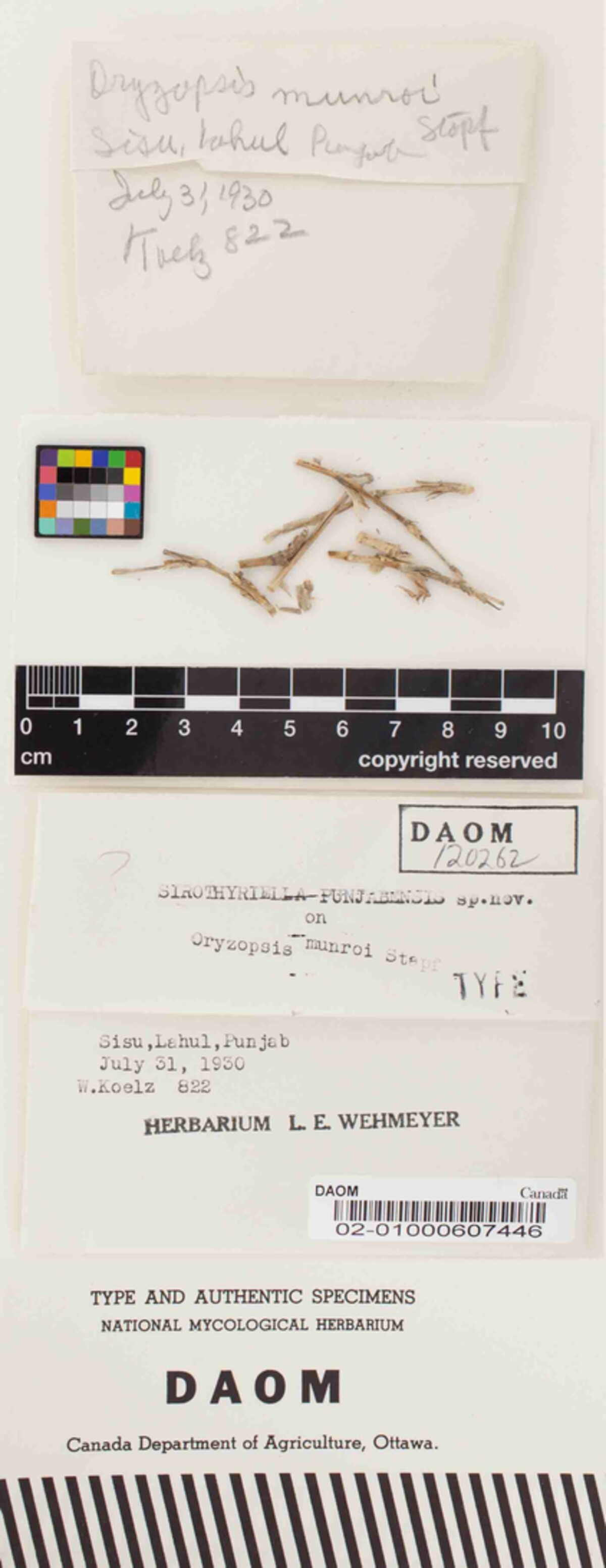 Sirothyriella punjabensis image