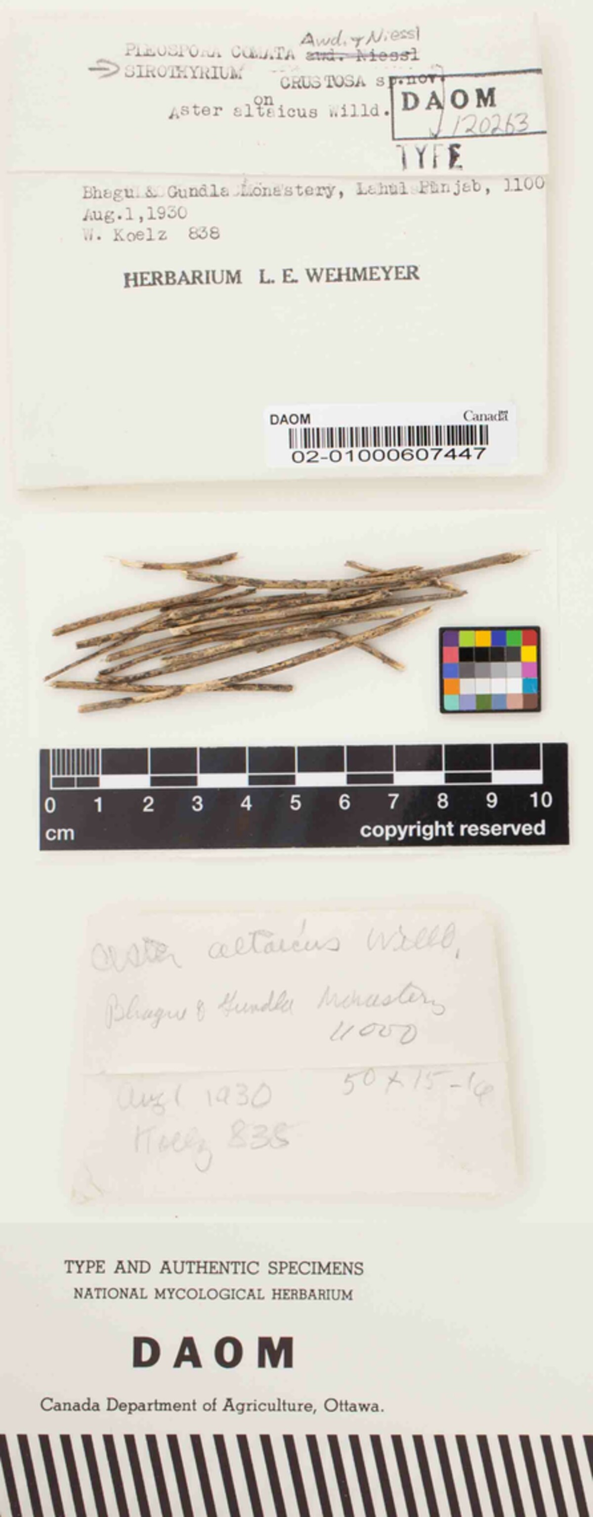Sirothyrium crustosum image