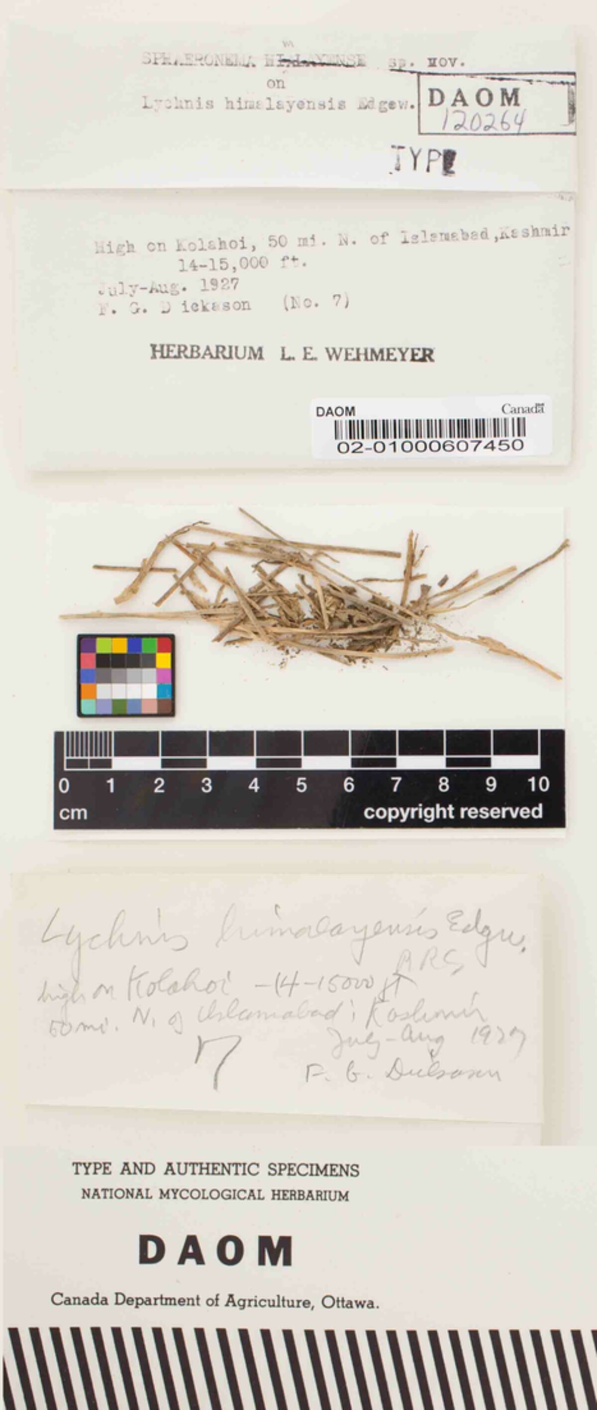 Sphaeronaema himalayense image
