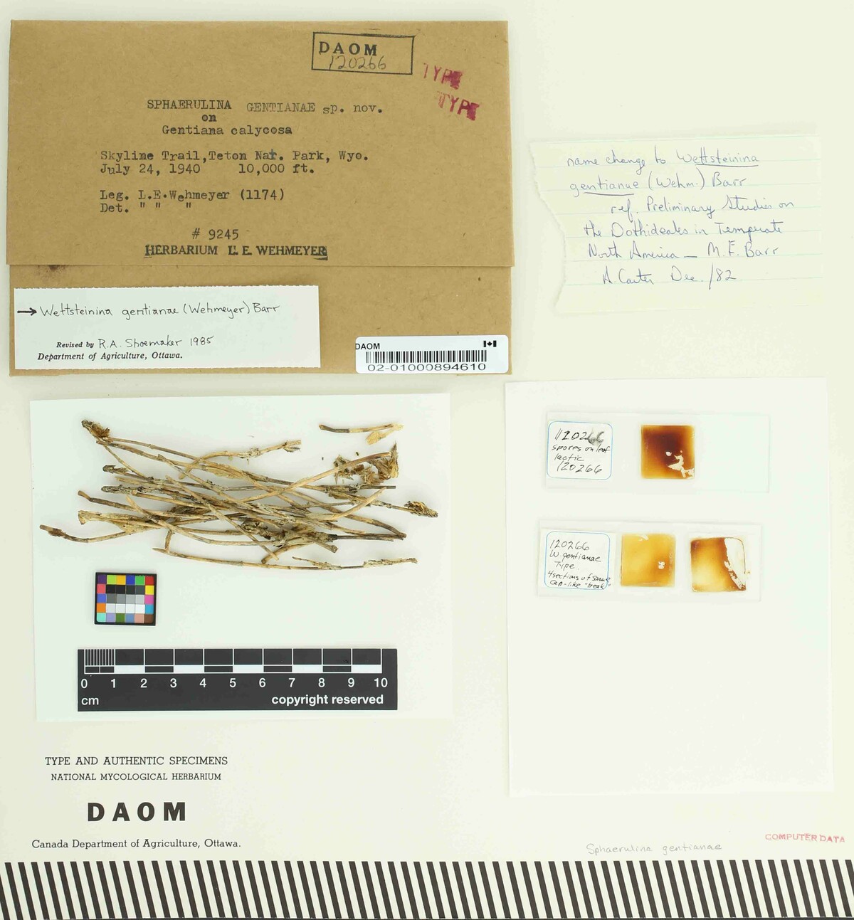 Wettsteinina gentianae image