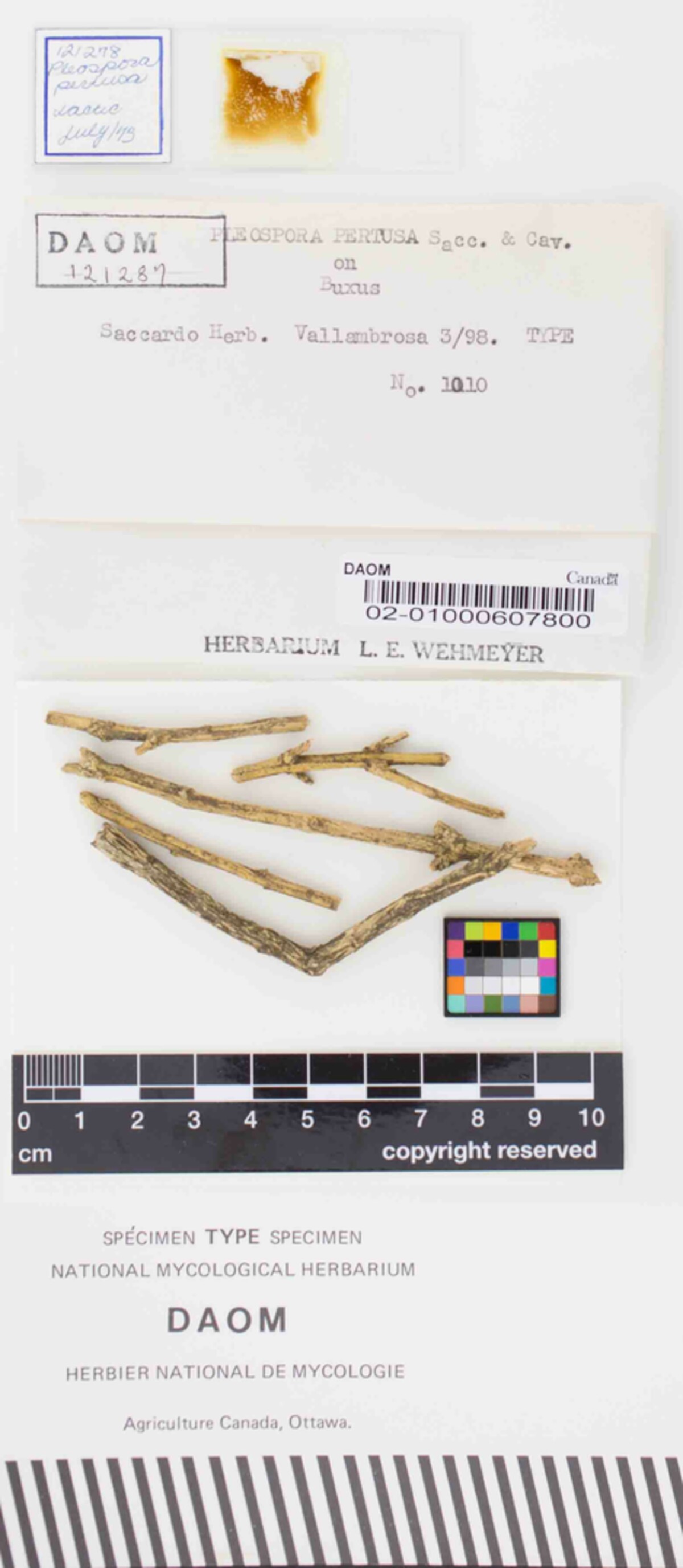 Pleospora pertusa image