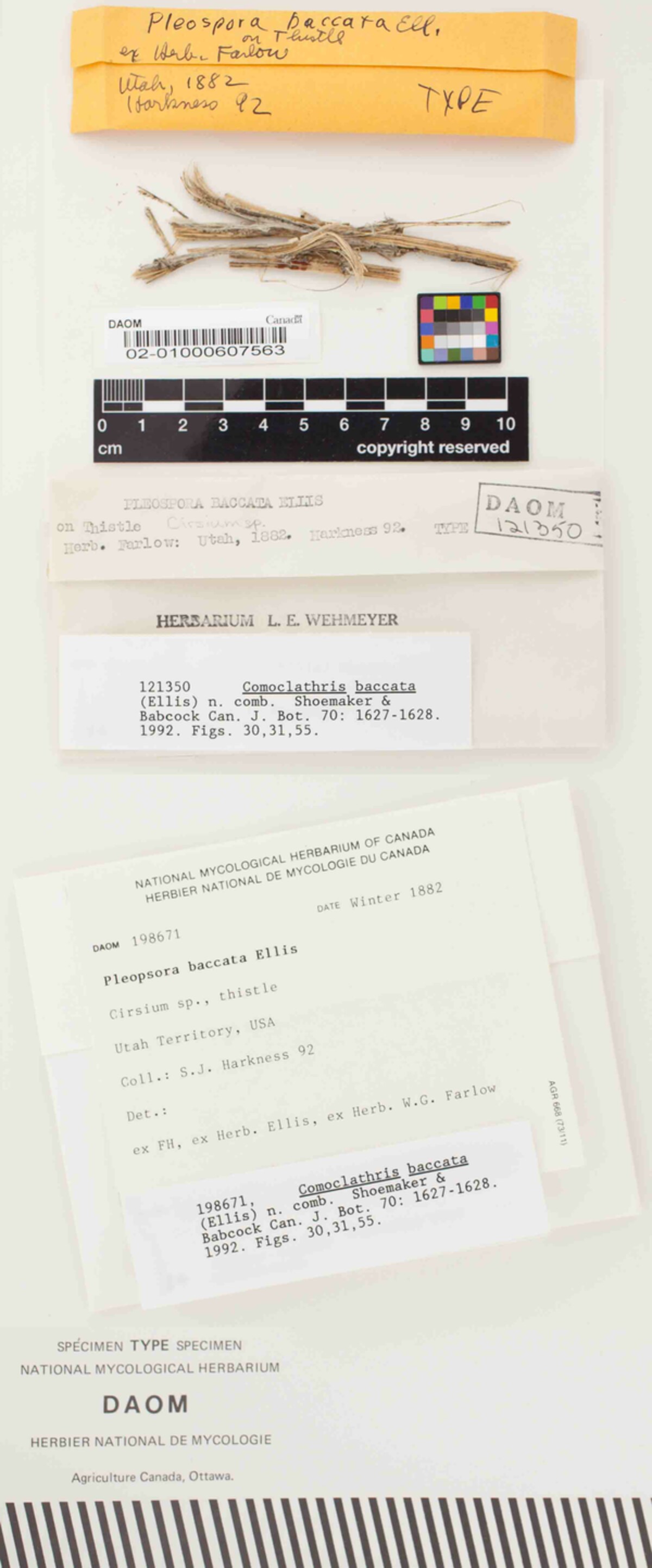 Diademaceae image