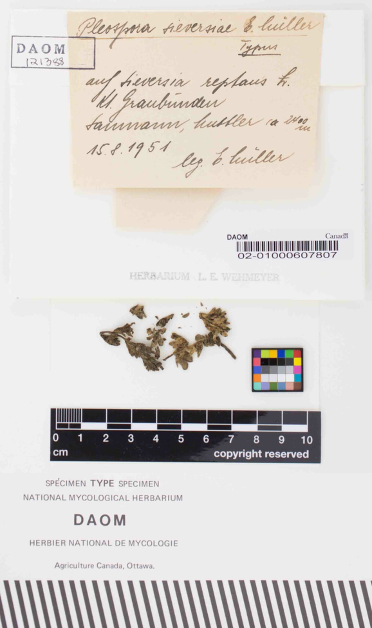 Pleospora sieversiae image