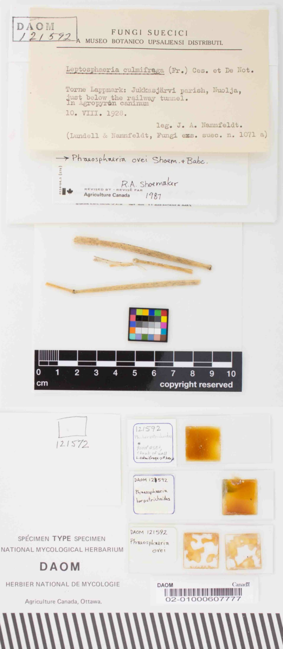 Phaeosphaeria ovei image