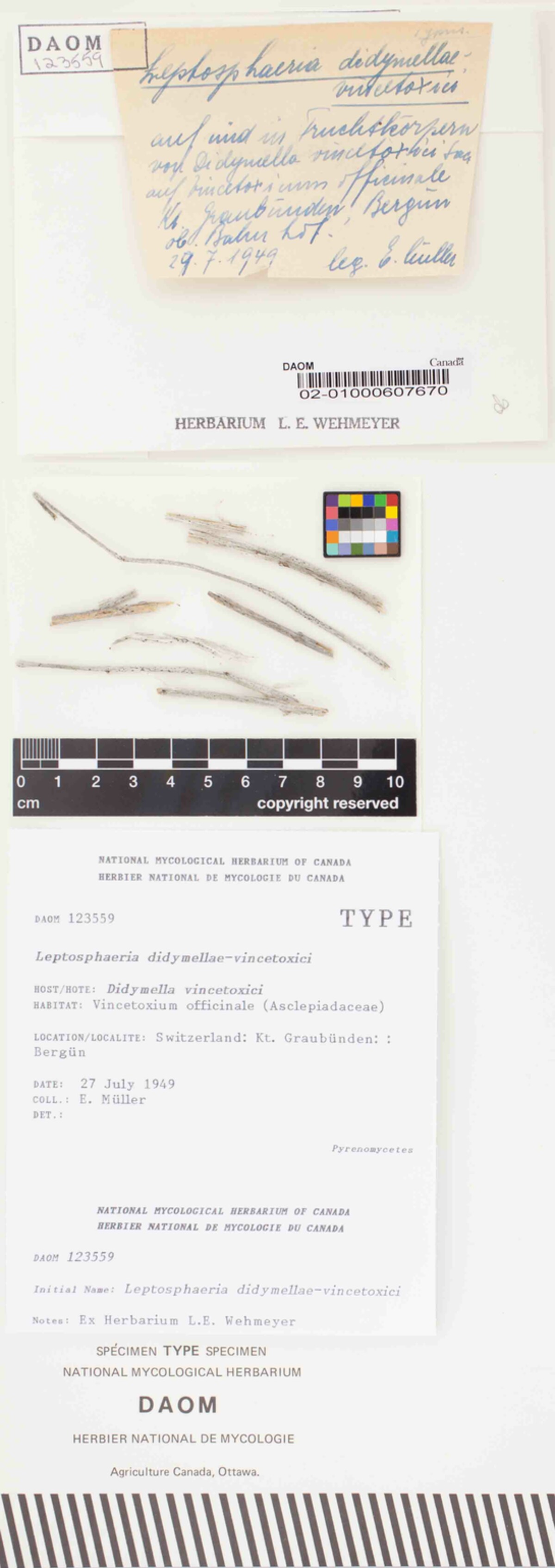 Leptosphaeria didymellae-vincetoxici image