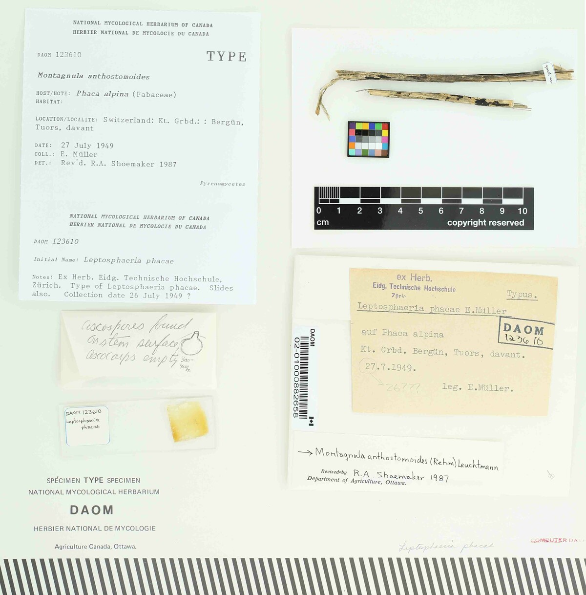 Montagnula anthostomoides image