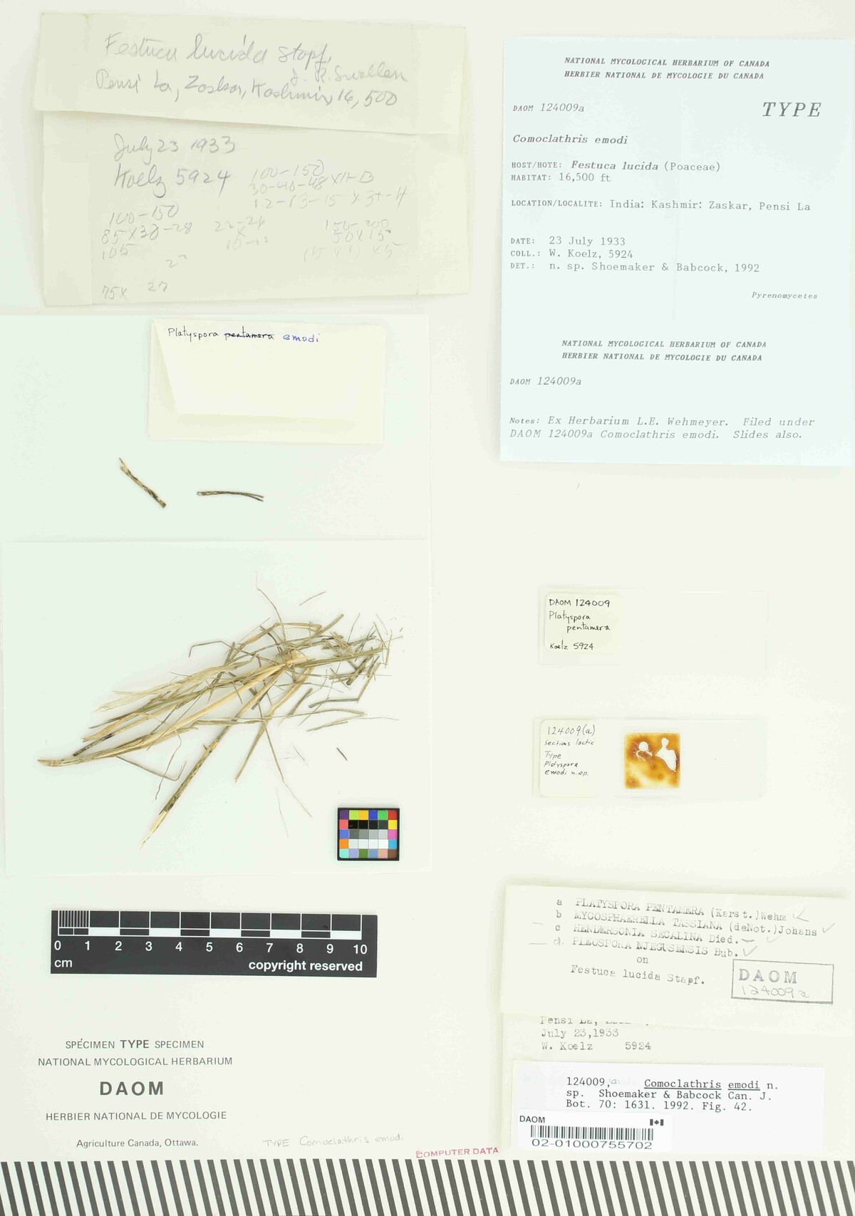 Comoclathris emodi image