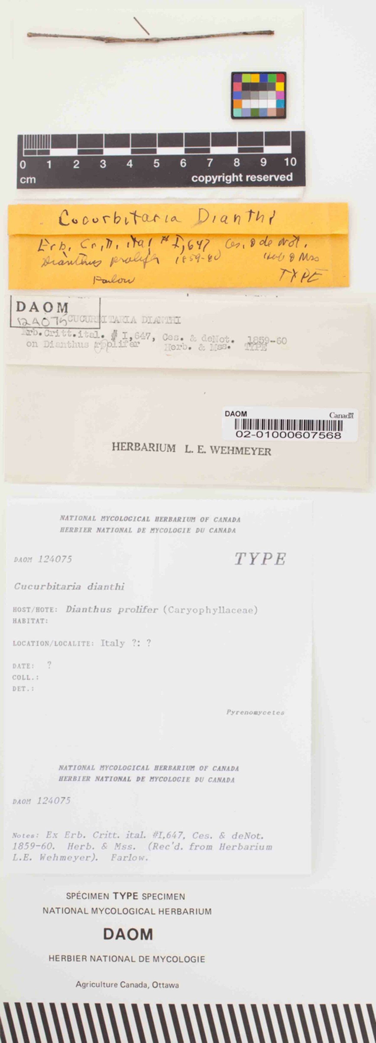 Cucurbitaria dianthi image