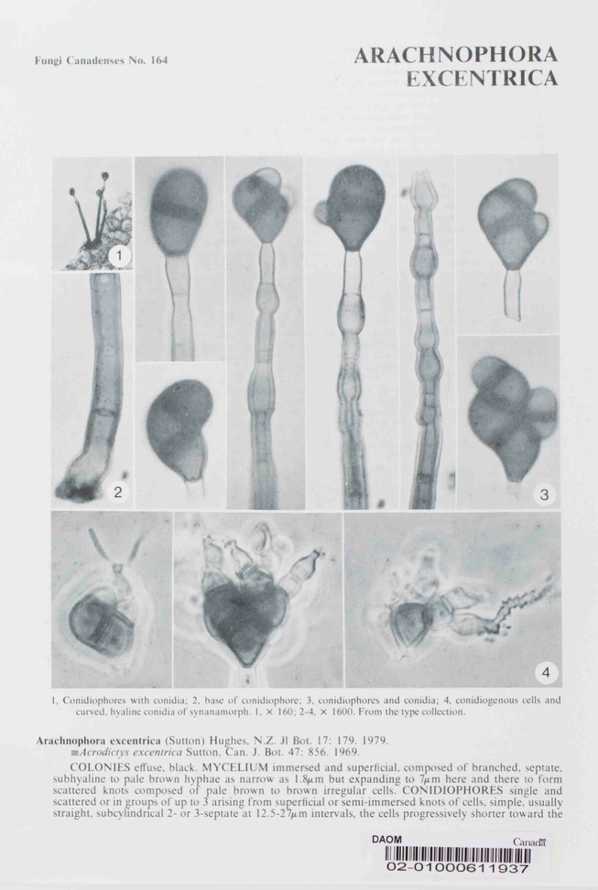 Digitoramispora excentrica image