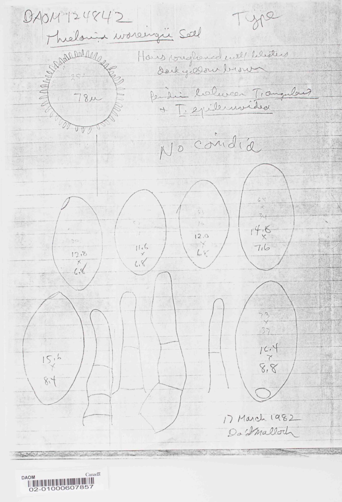 Thielavia wareingii image