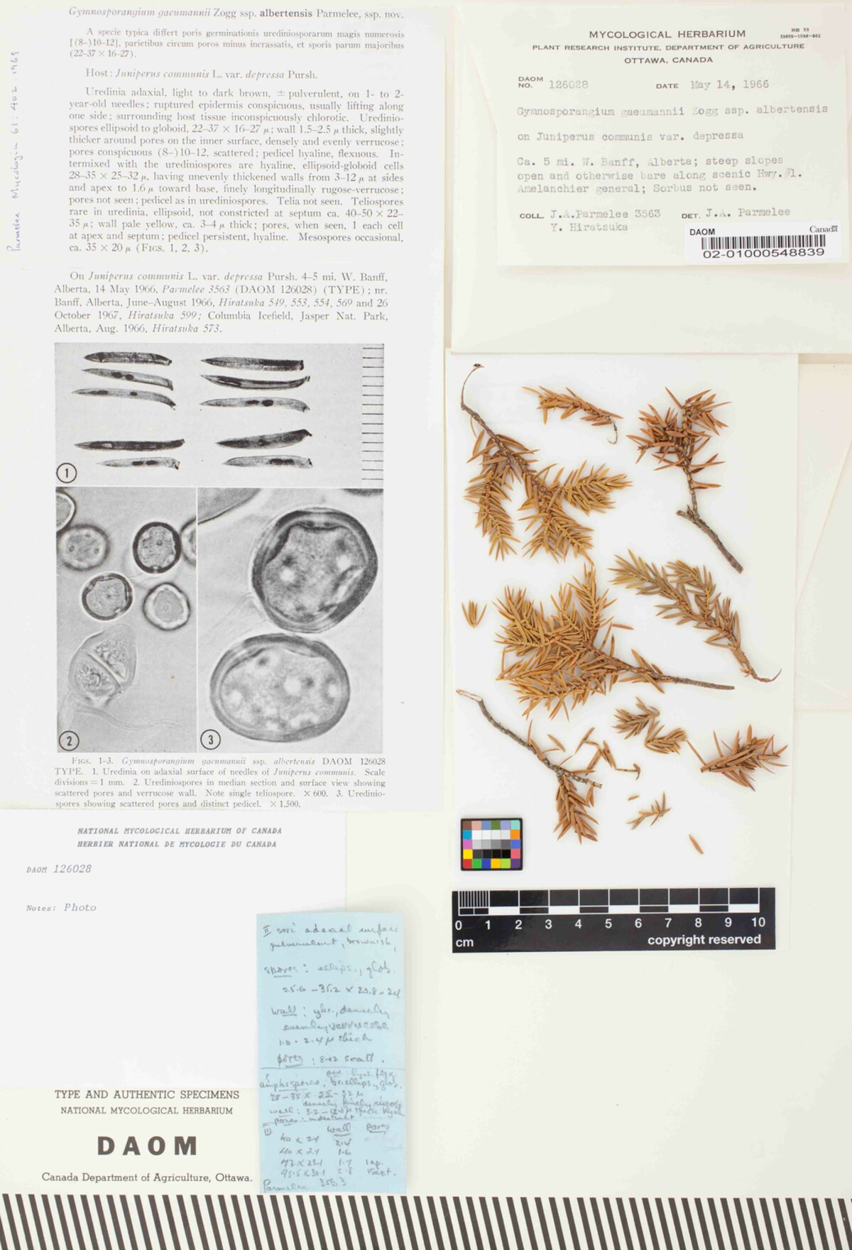 Gymnosporangium gaeumannii subsp. albertense image