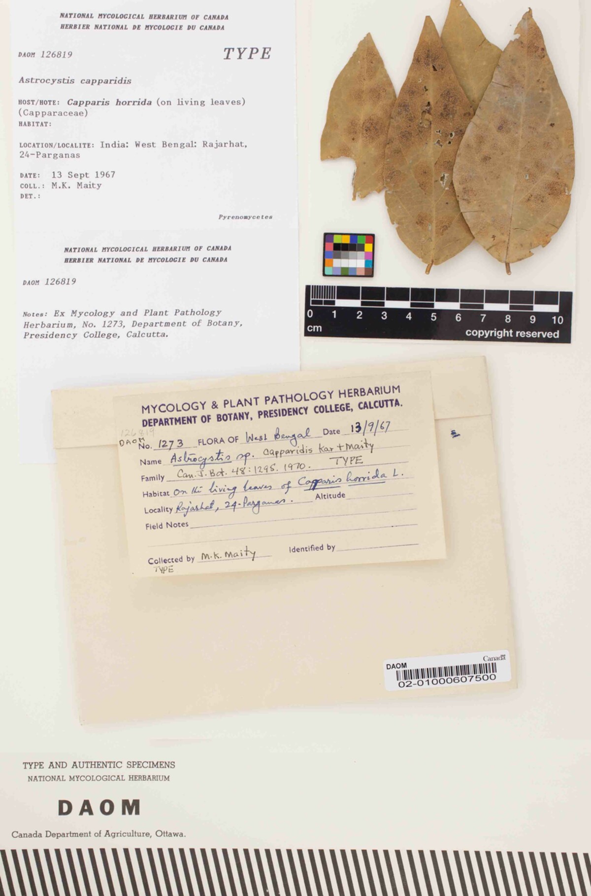 Astrocystis capparidis image