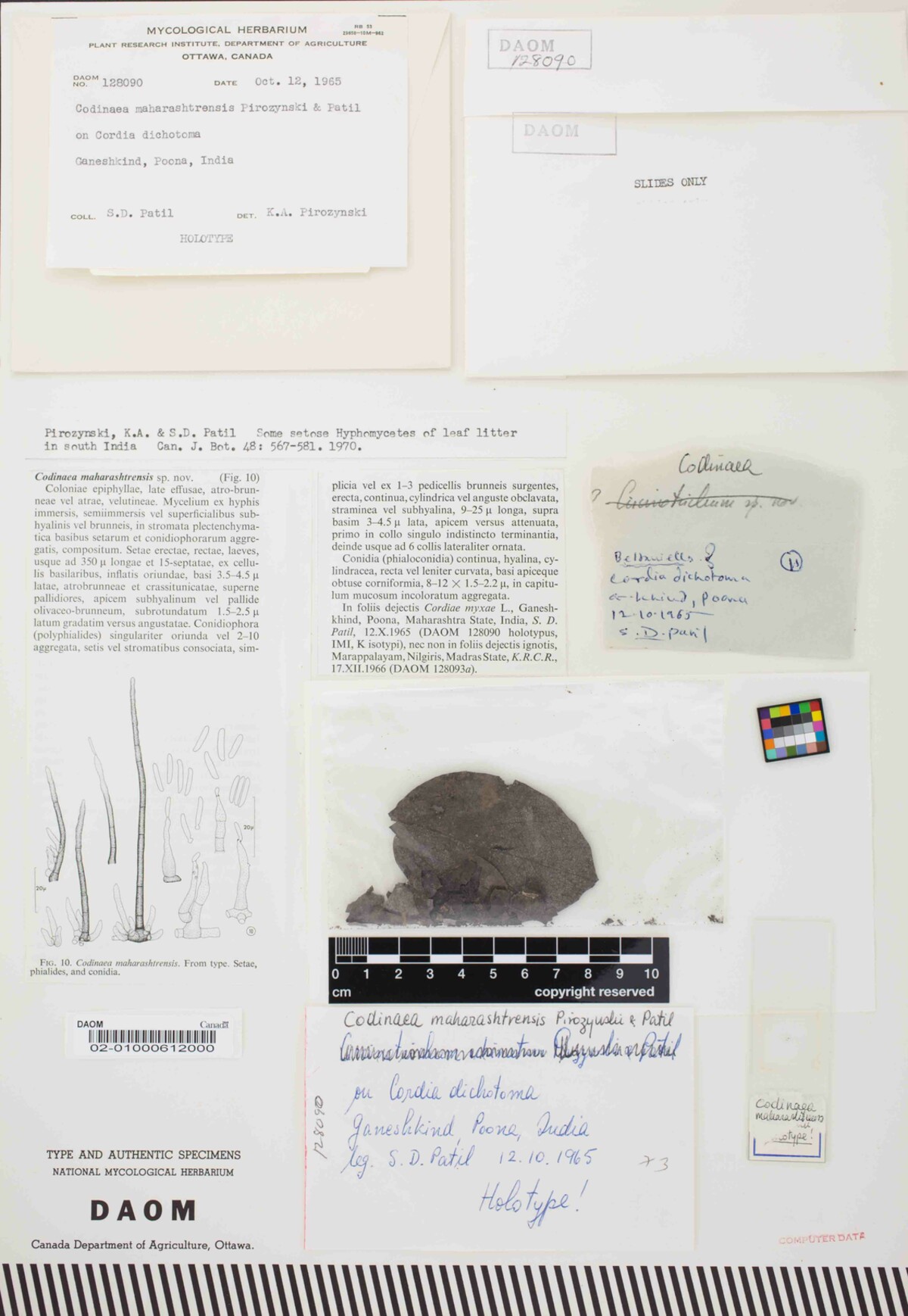 Dictyochaetopsis maharashtrensis image