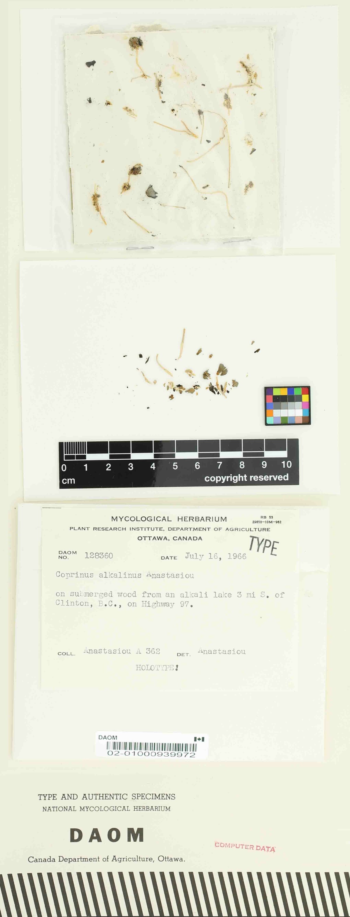 Coprinus alkalinus image