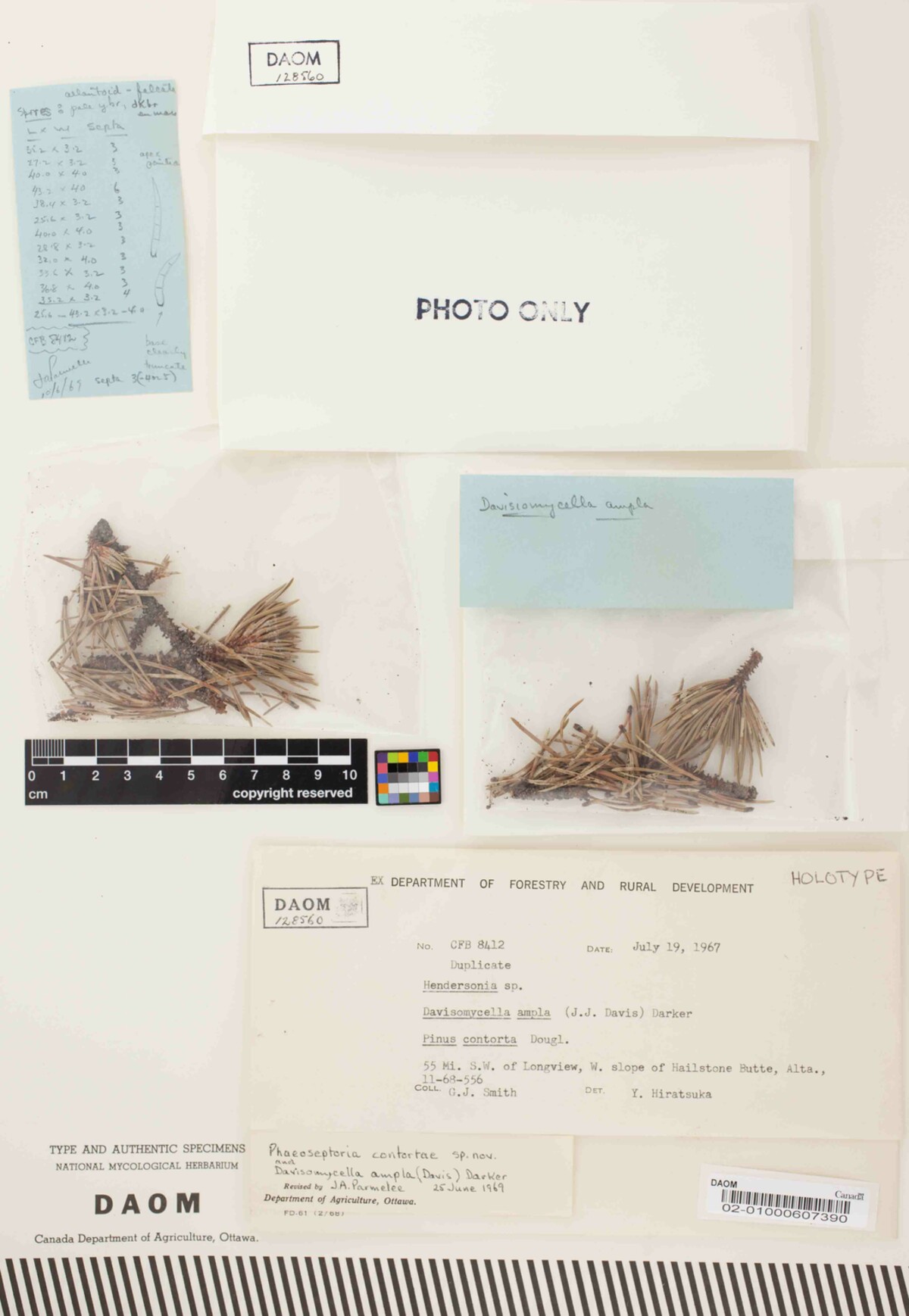 Phaeoseptoria contortae image